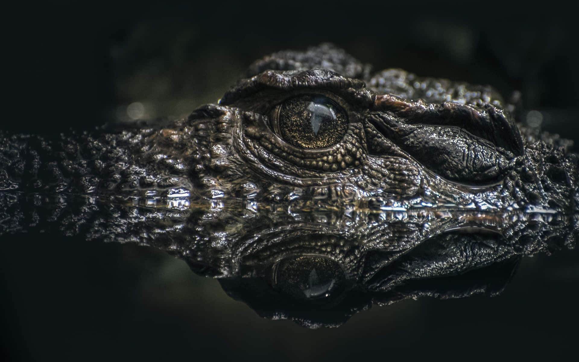 Close Up Crocodile Eye Reflection Wallpaper