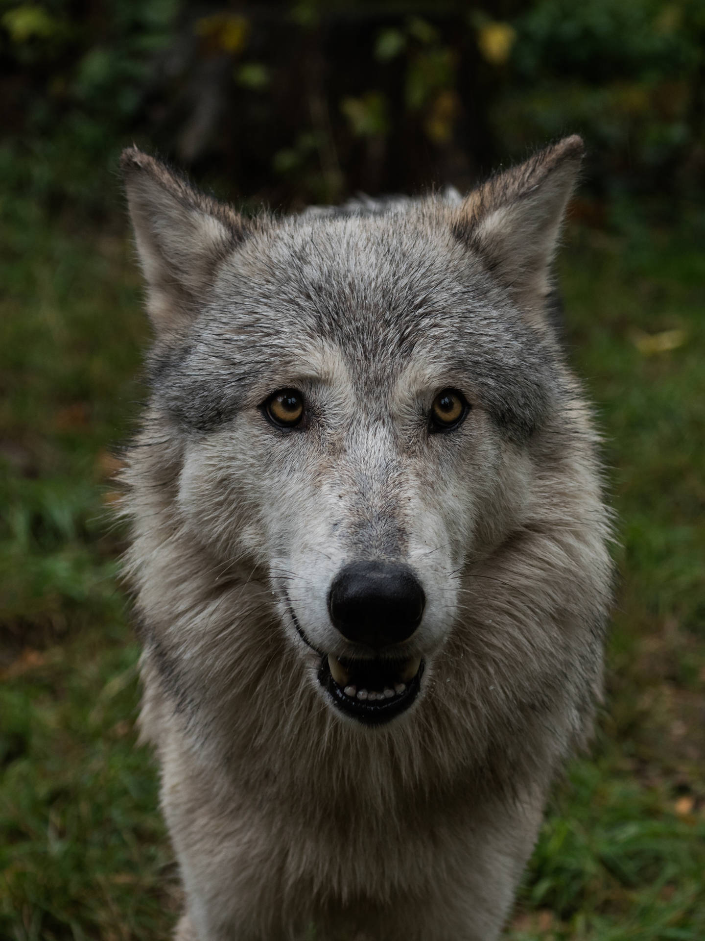 Close-up Cute Wolf Portrait Wallpaper