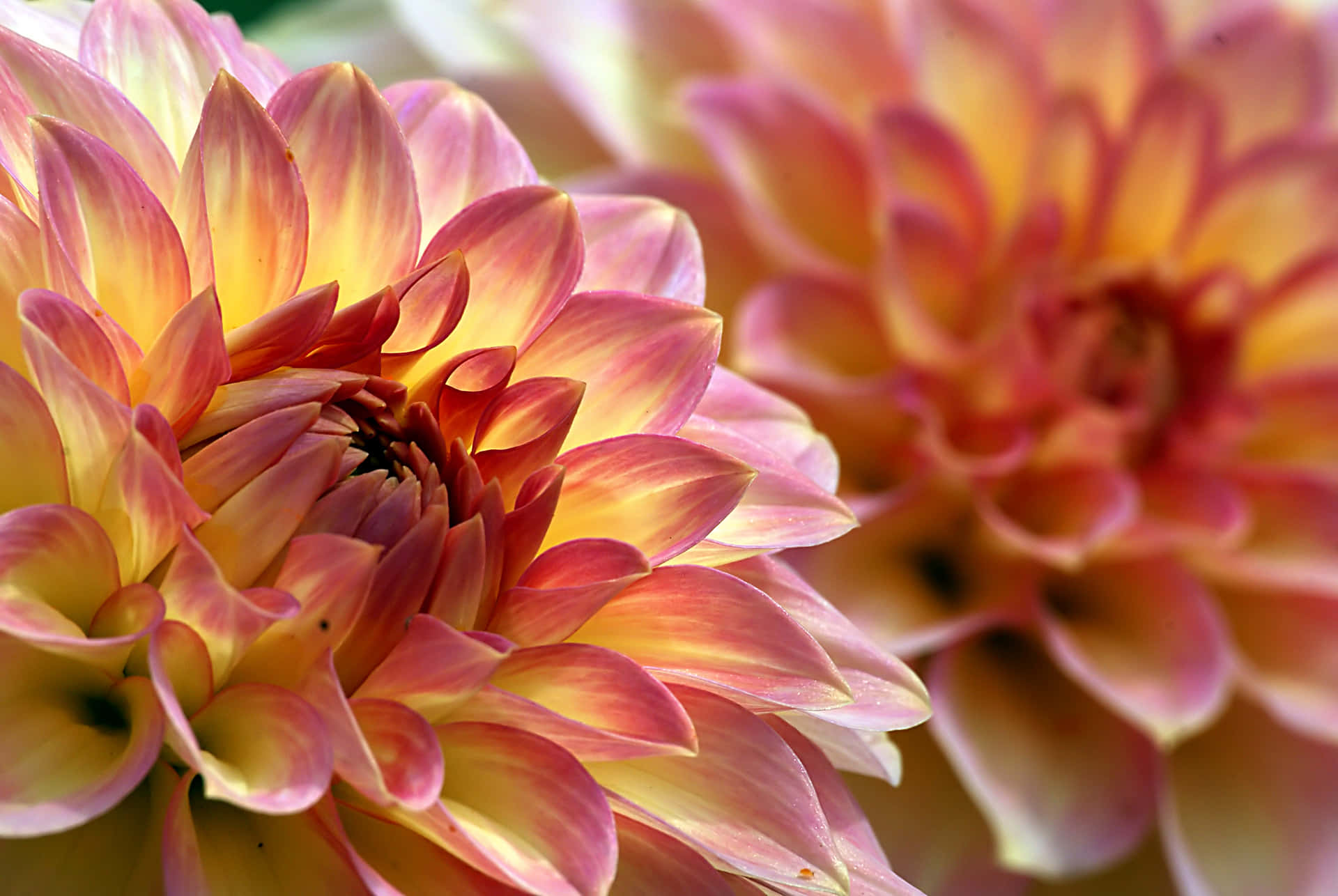 Close-up Dahlia Flowers Yellow And Red Wallpaper