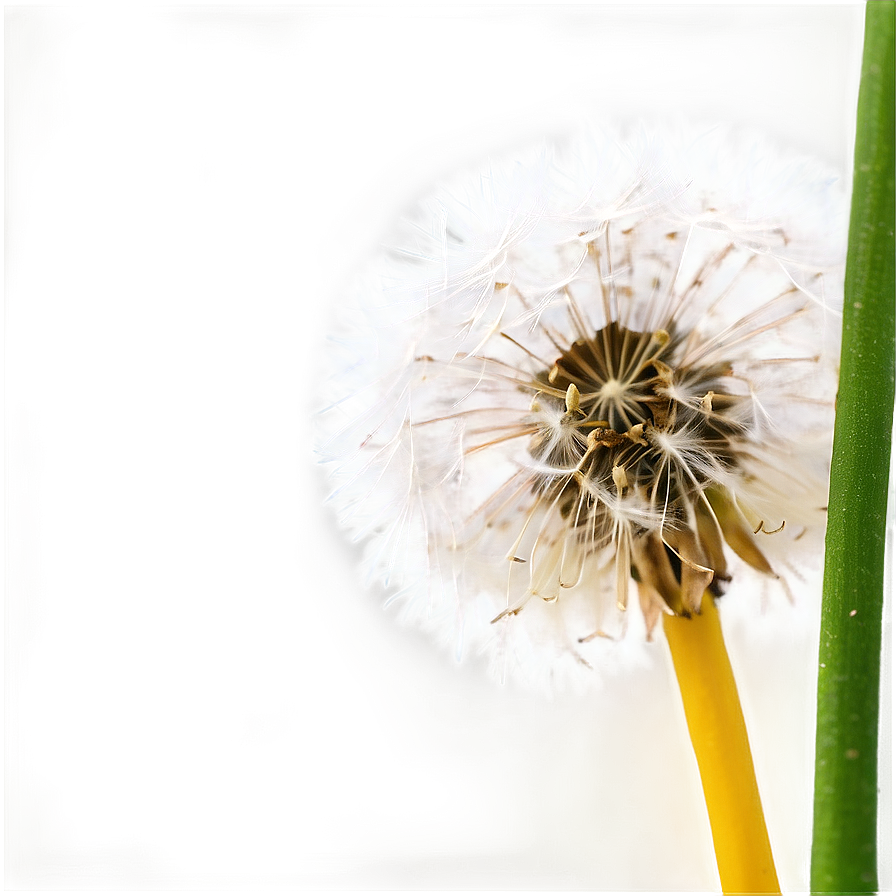 Close-up Dandelion Fluff Png 05242024 PNG