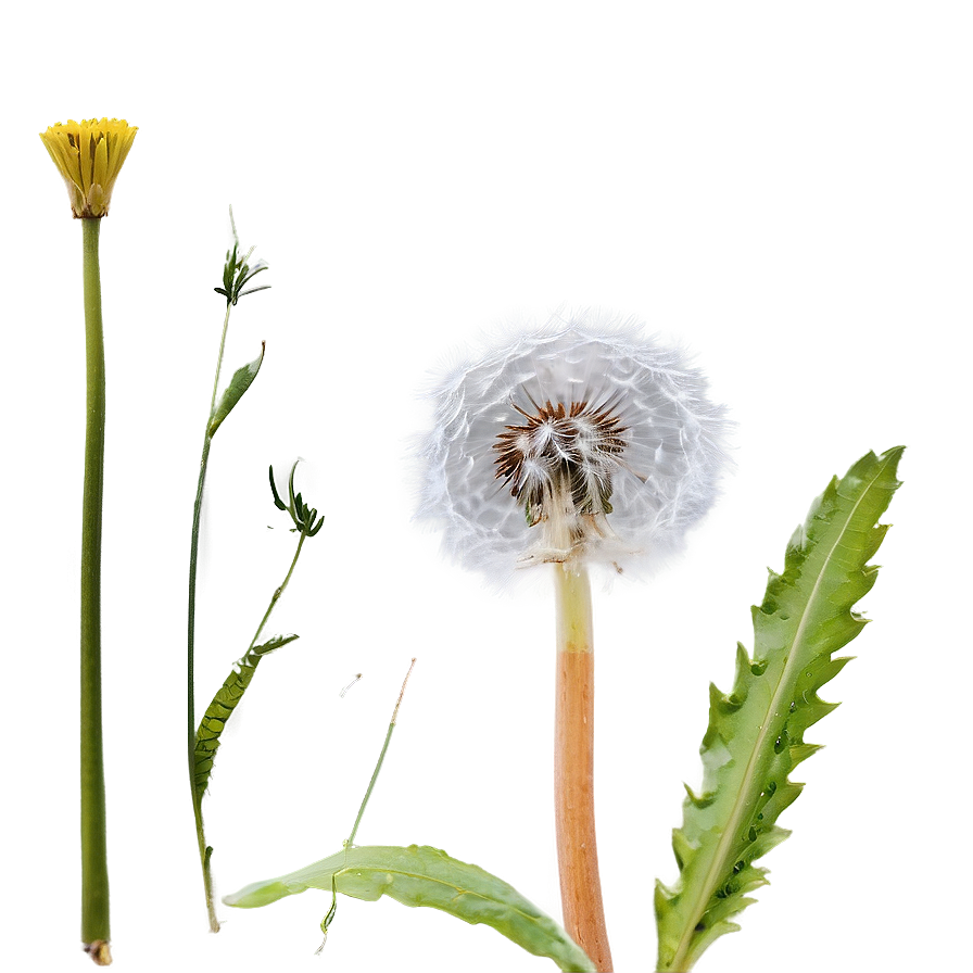 Close-up Dandelion Fluff Png 05242024 PNG