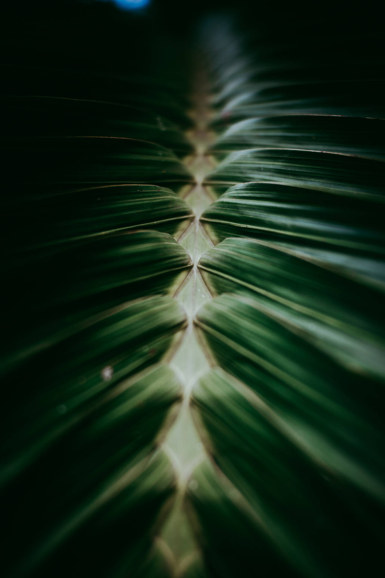Close-Up Dark Green Palm Leaves Wallpaper