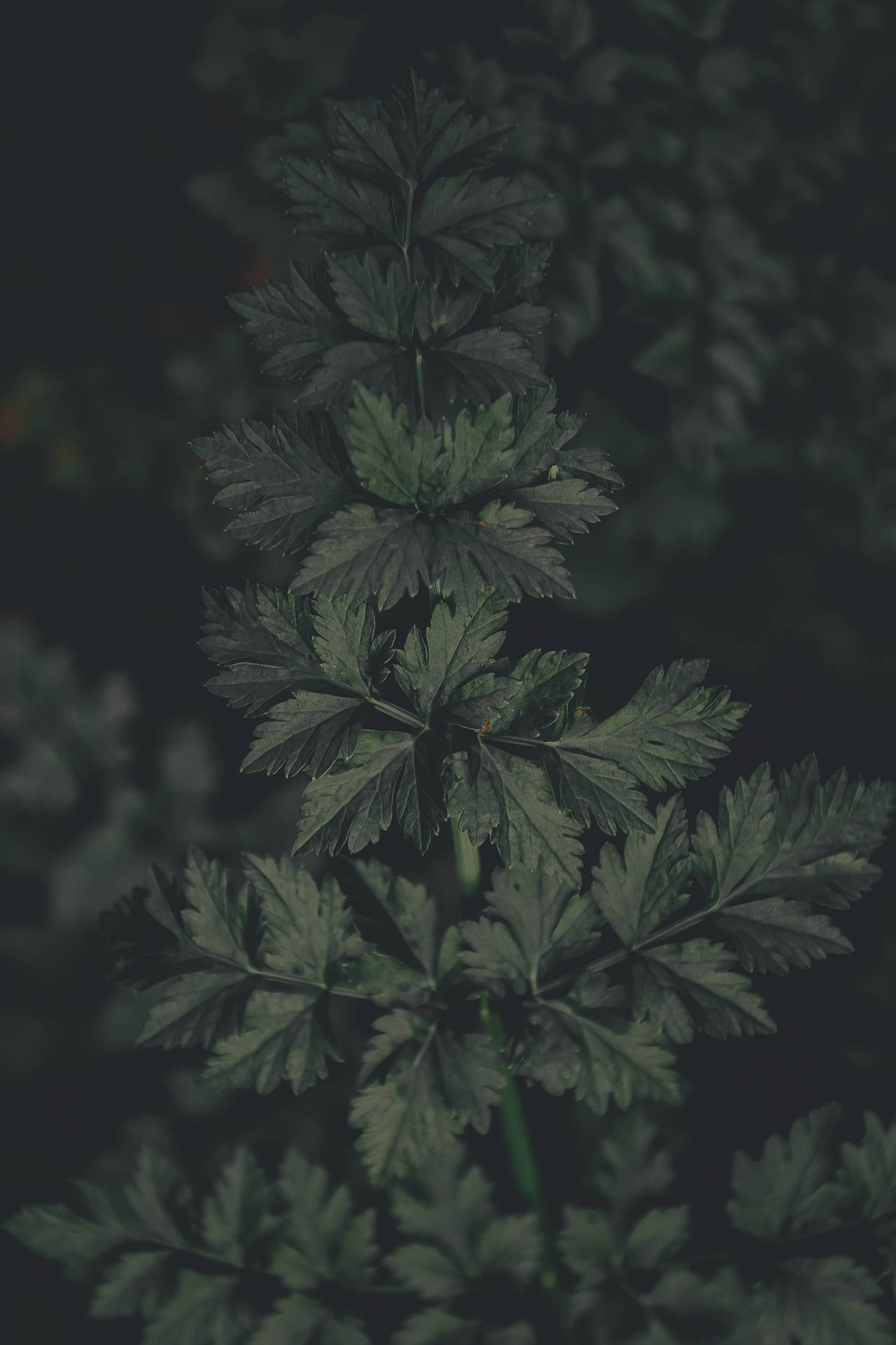 Close-up Dark Green Plant Background