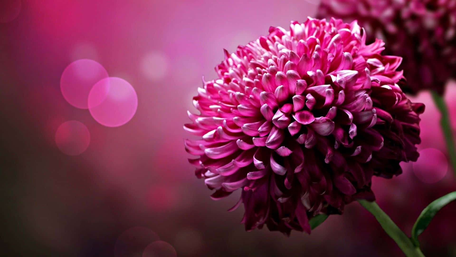 Close-Up Dark Pink Chrysanthemum Flowers Wallpaper