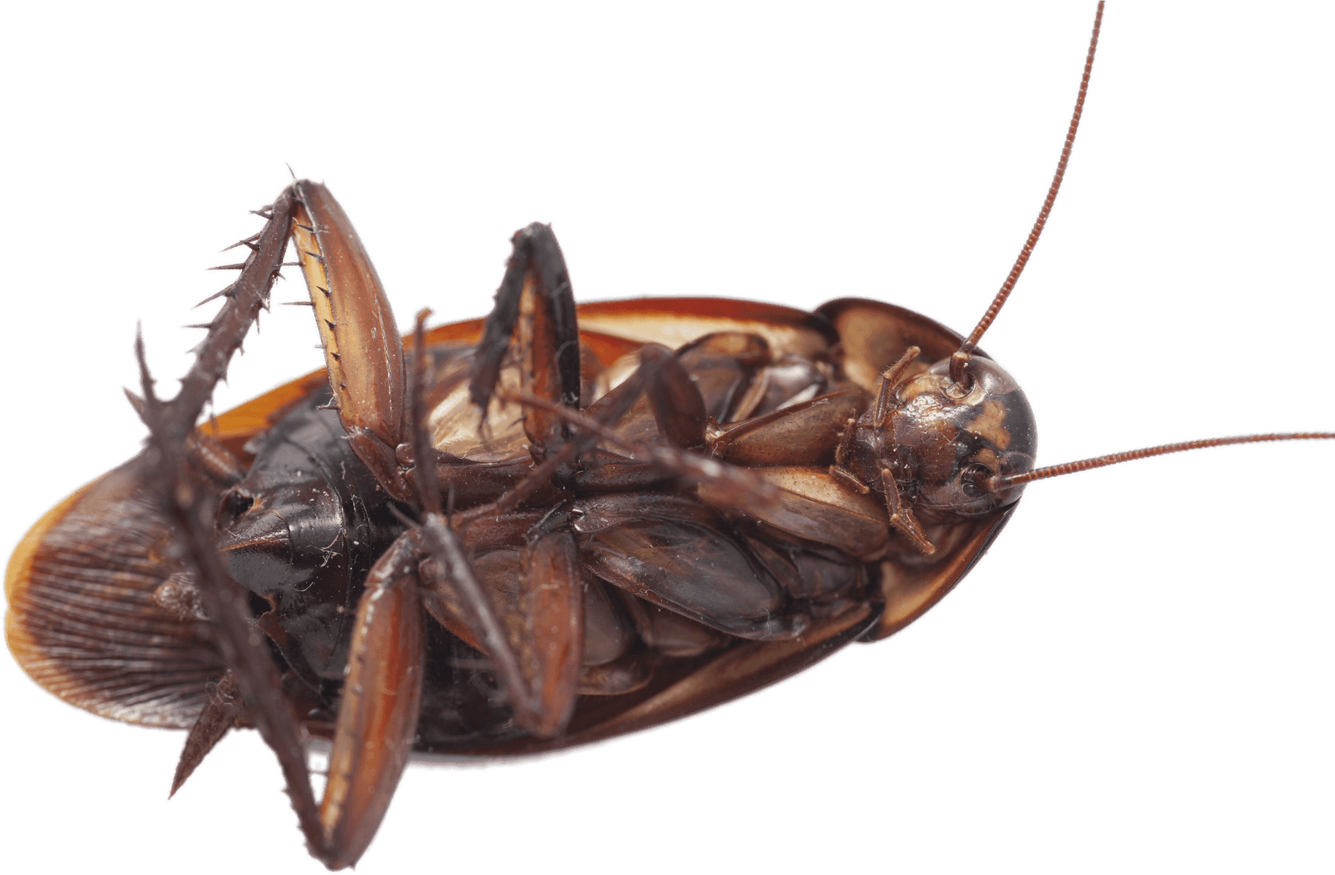 Close Up Dead Cockroach Transparent Background PNG