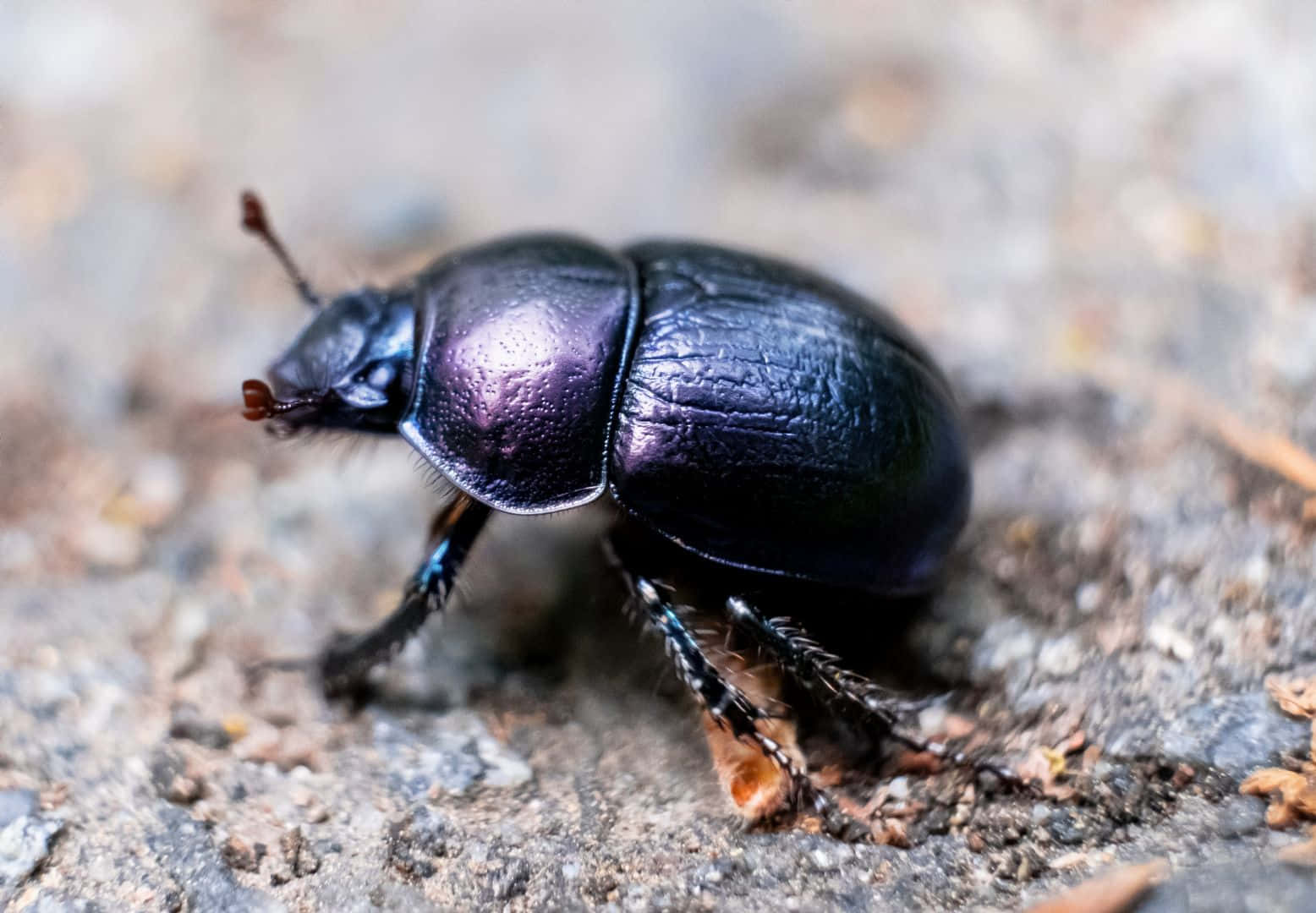 Close Up Dung Beetle.jpg Wallpaper