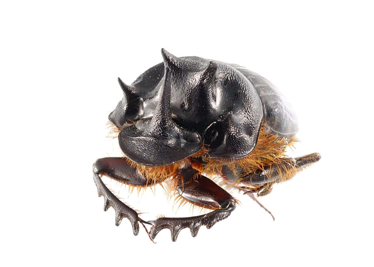Close Up Dung Beetle White Background.jpg Wallpaper
