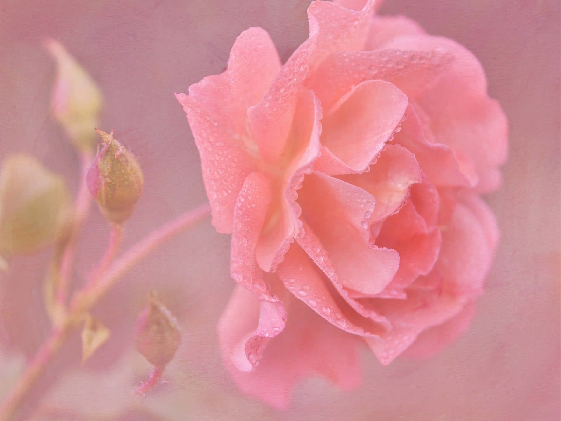 Tæt-Op Elegant Pink Rose Blomst Wallpaper