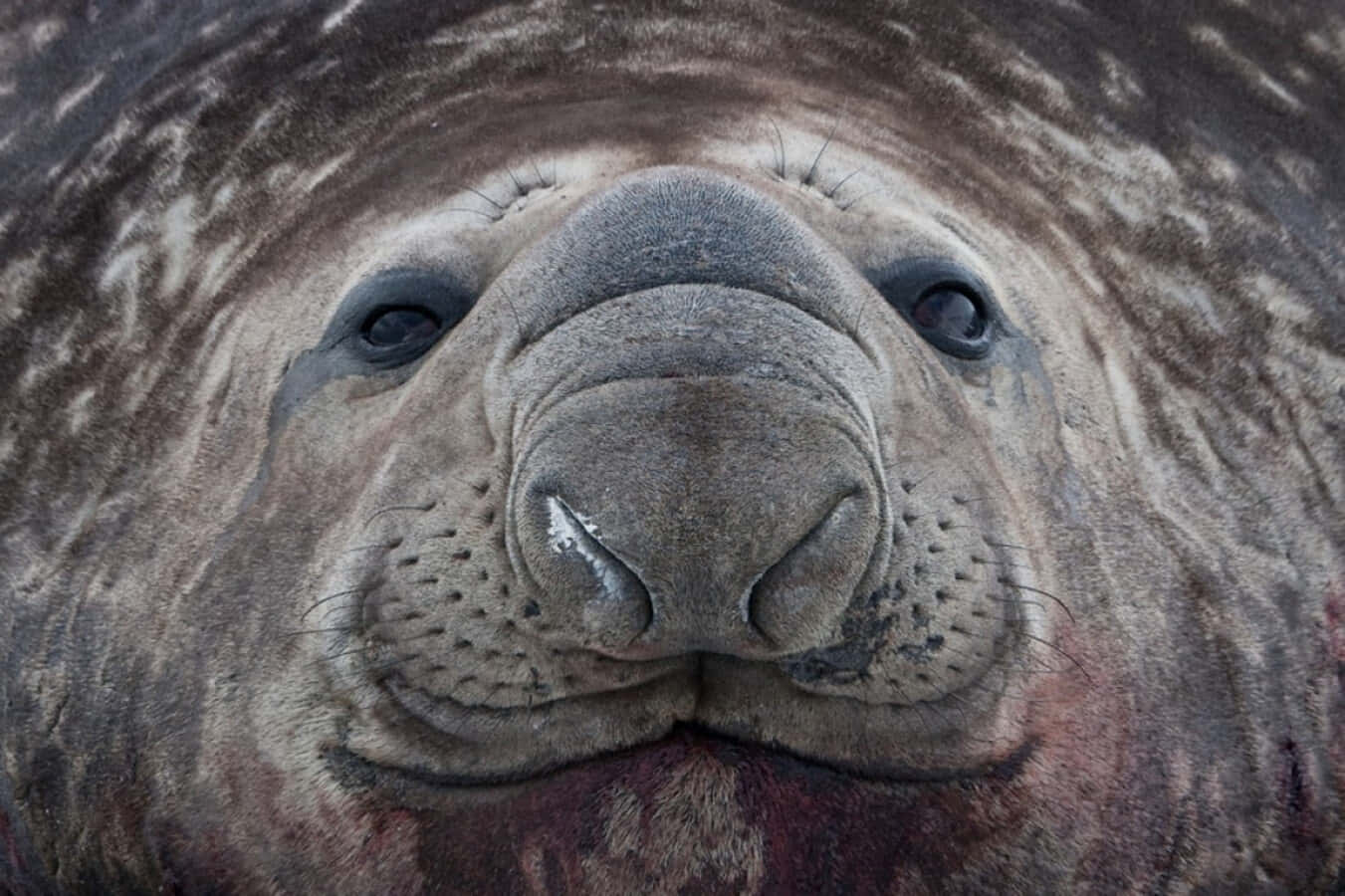 Close Up Elephant Seal Face.jpg Wallpaper
