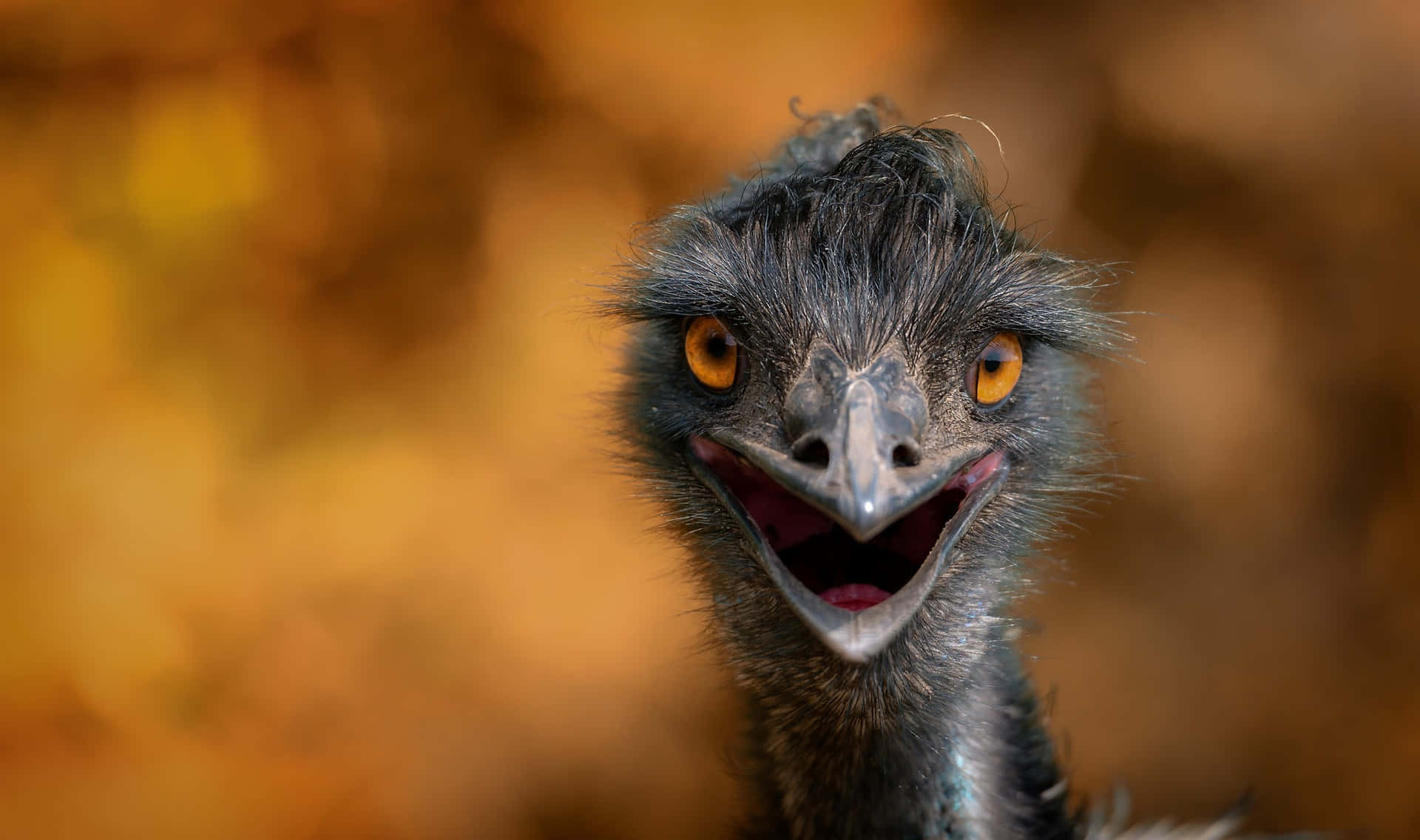 Close Up Emu Portrait Wallpaper