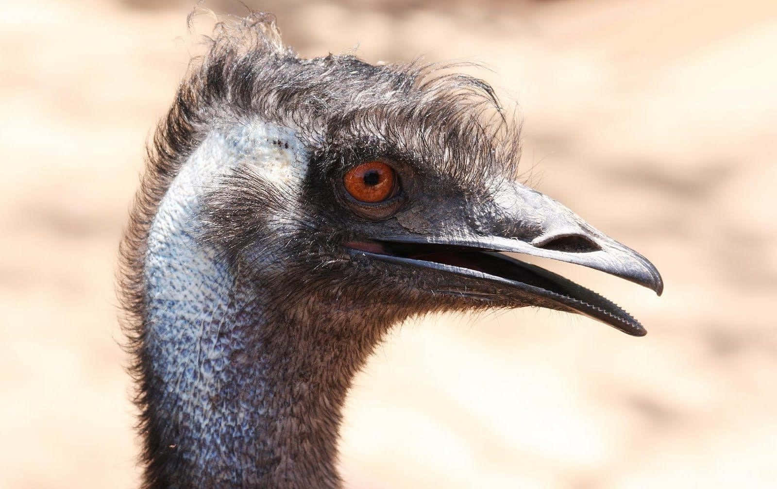 Download Close Up Emu Portrait Wallpaper | Wallpapers.com