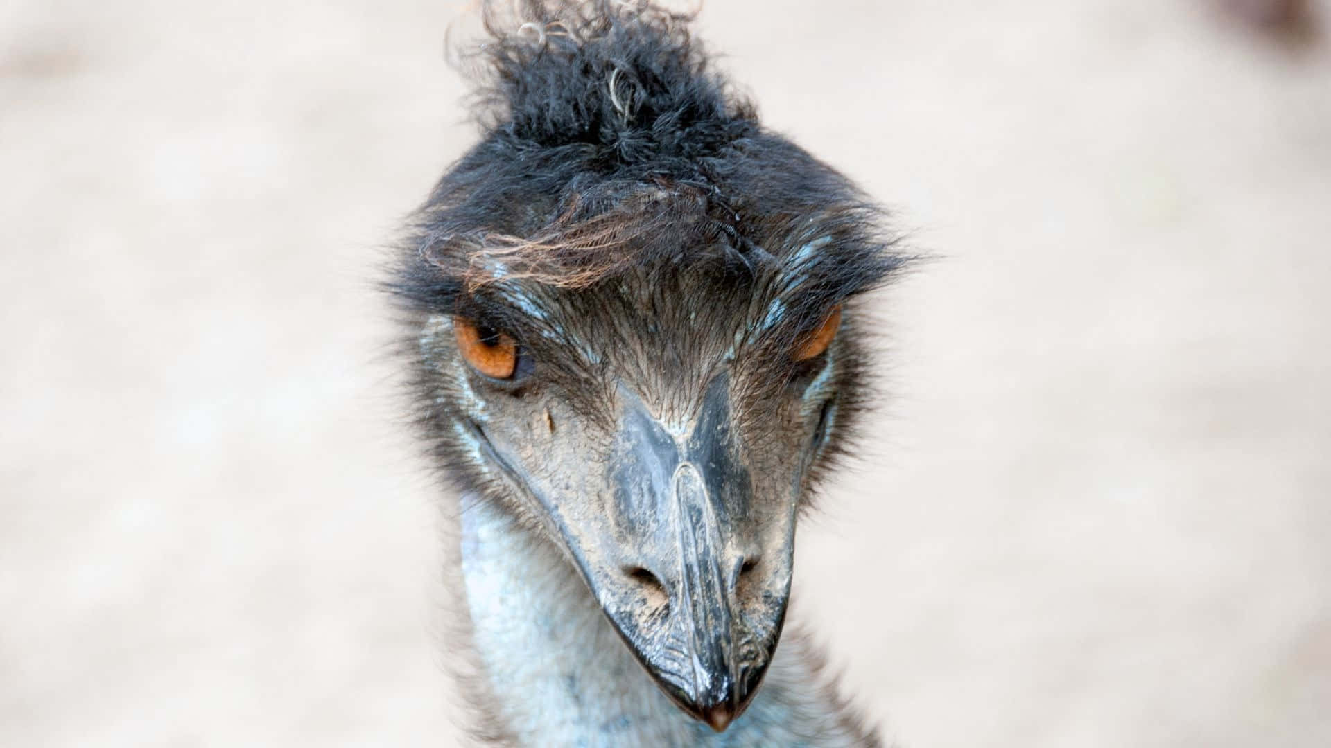 Download Close Up Emu Portrait Wallpaper | Wallpapers.com