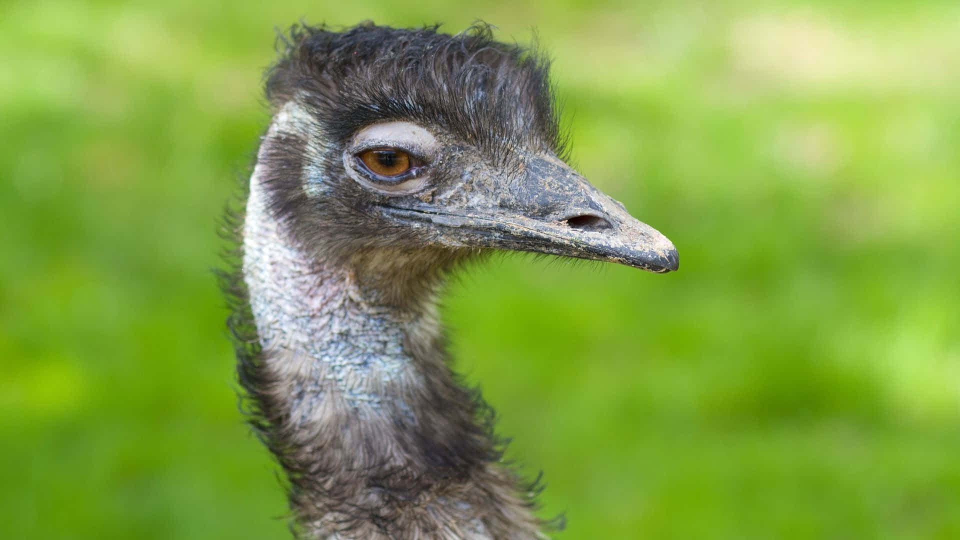 Download Close Up Emu Portrait Green Background.jpg Wallpaper ...