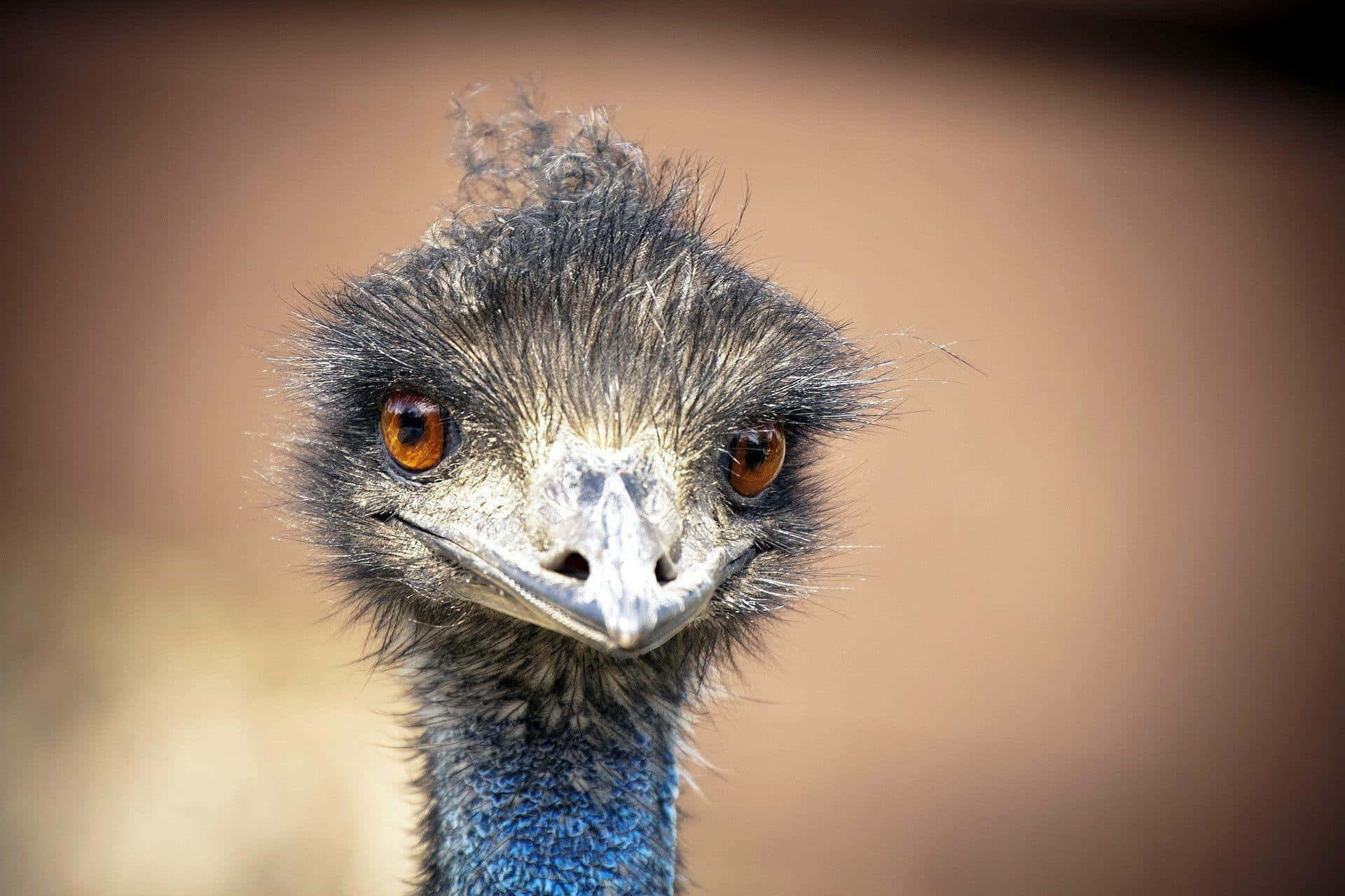 Download Close Up Emu Portrait Wallpaper | Wallpapers.com