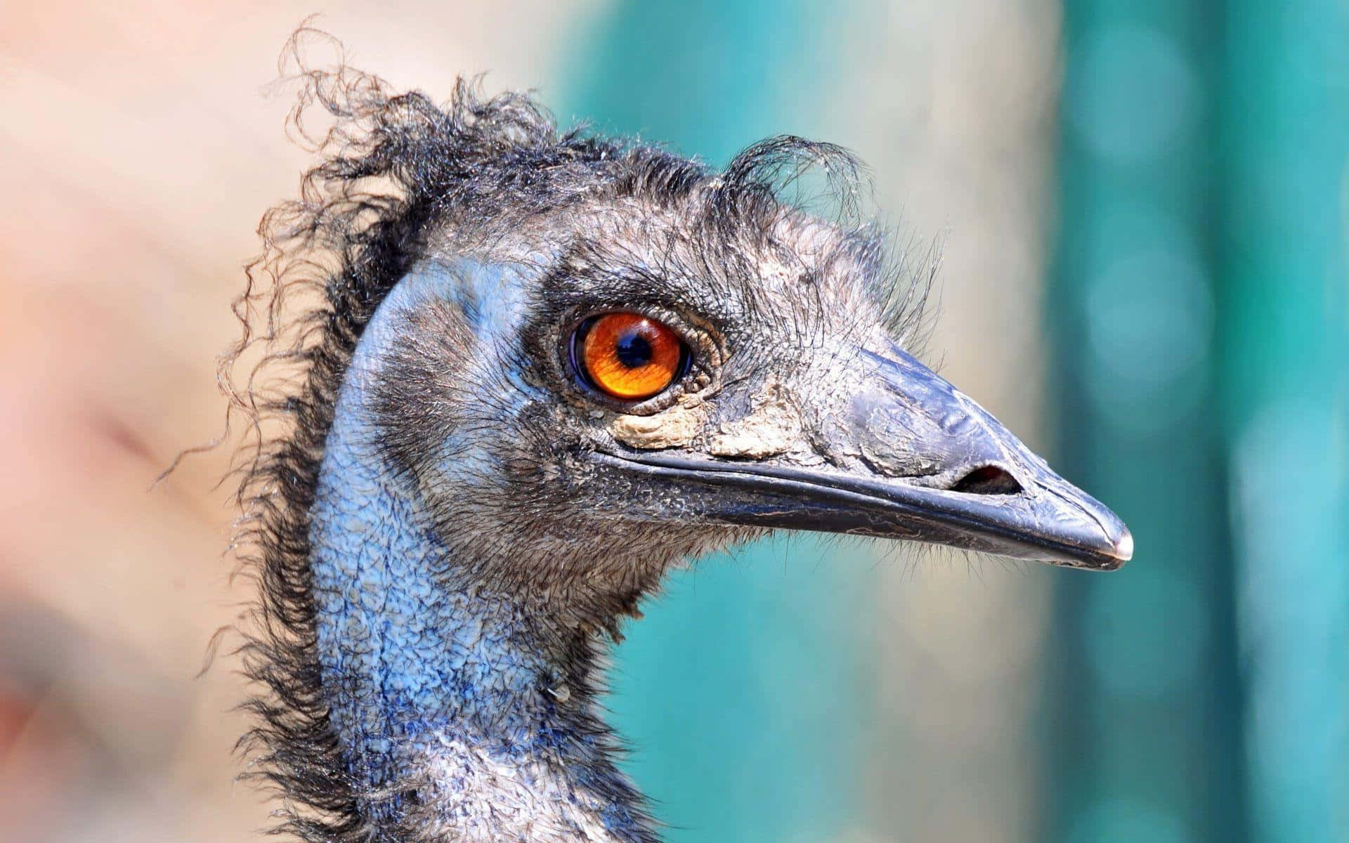 Close Up Emu Portrait.jpg Wallpaper