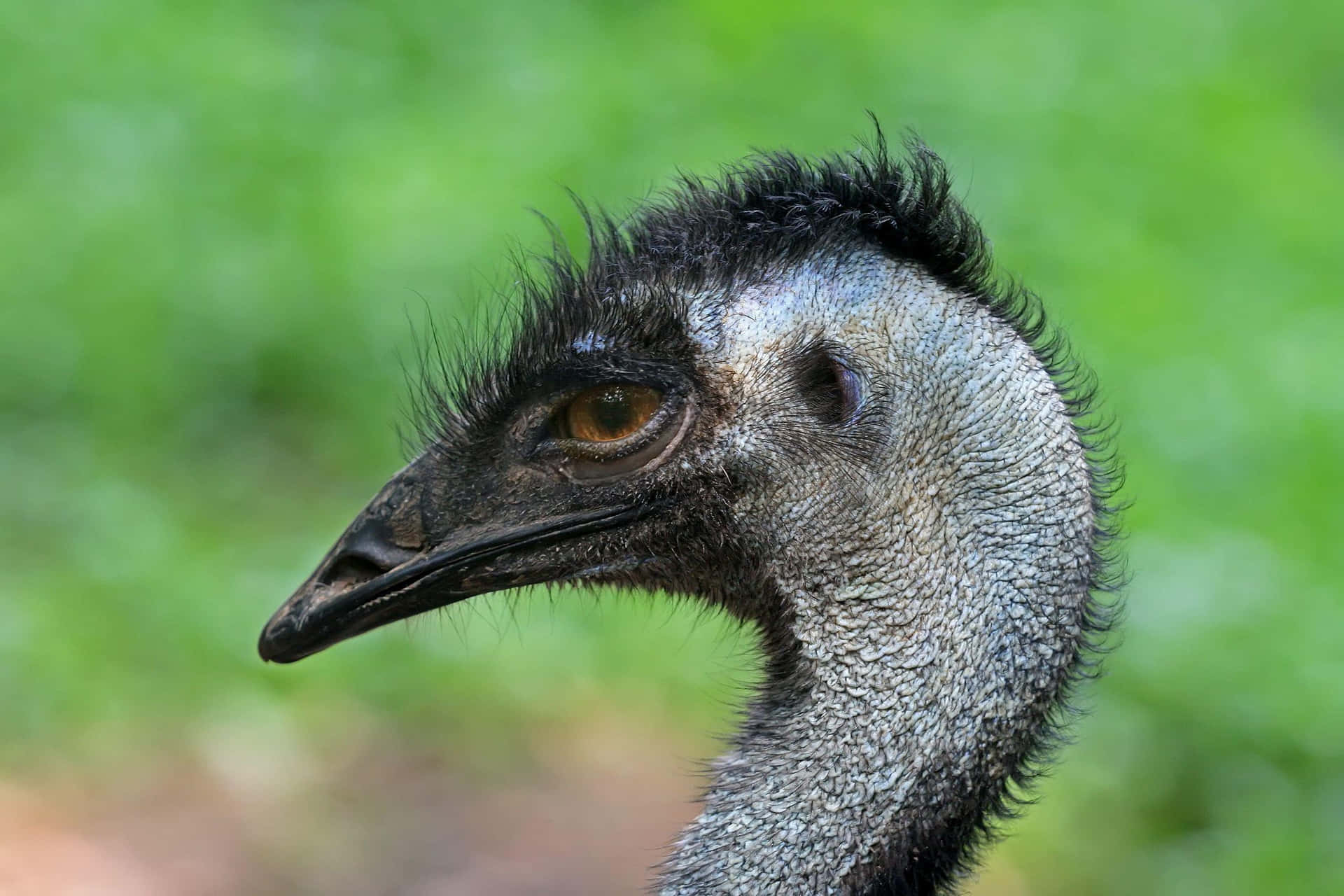 Close Up Emu Portrait Wallpaper