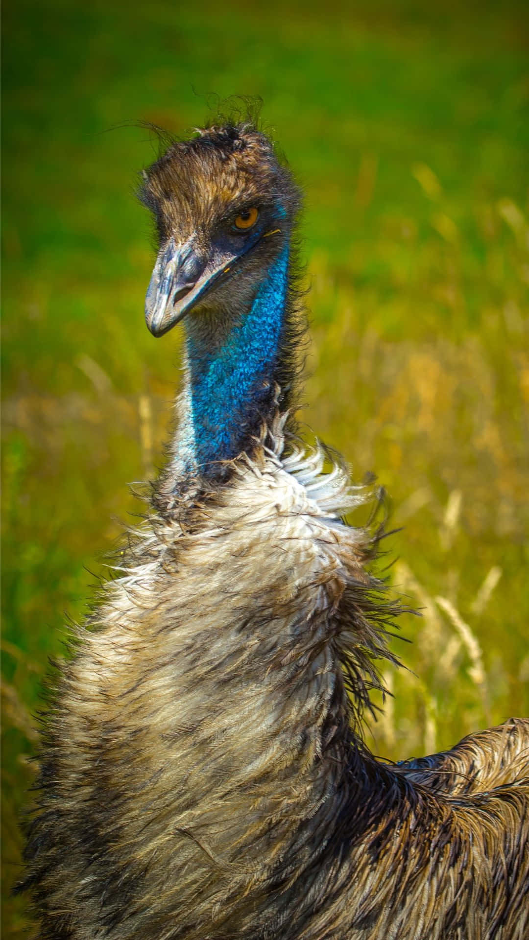 Download Close Up Emu Portrait Wallpaper | Wallpapers.com