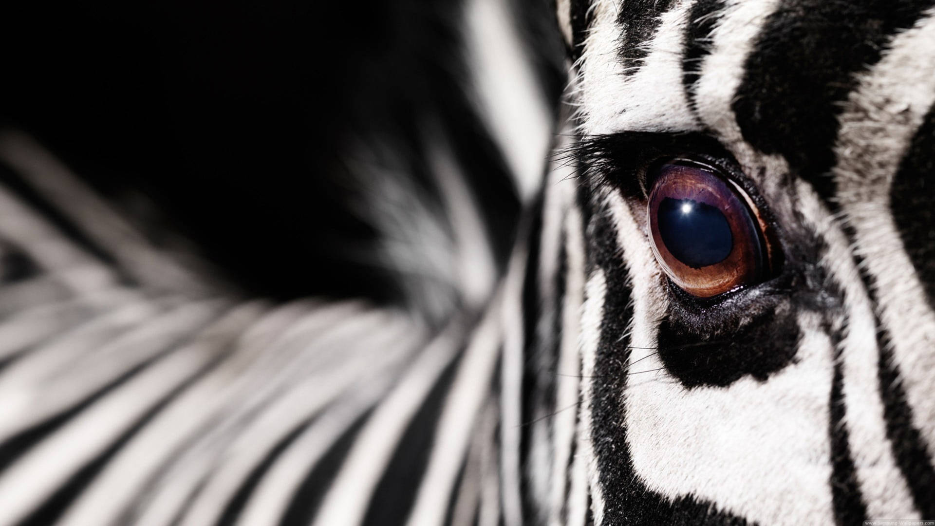 Close-Up Eye Of Zebra Wallpaper
