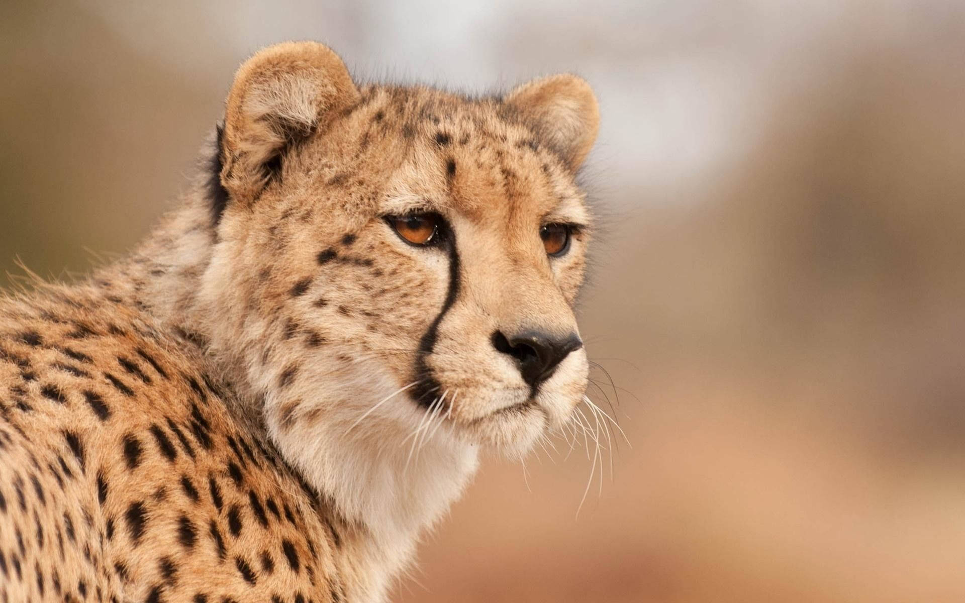 Close-up Face Of A Cheetah Wallpaper
