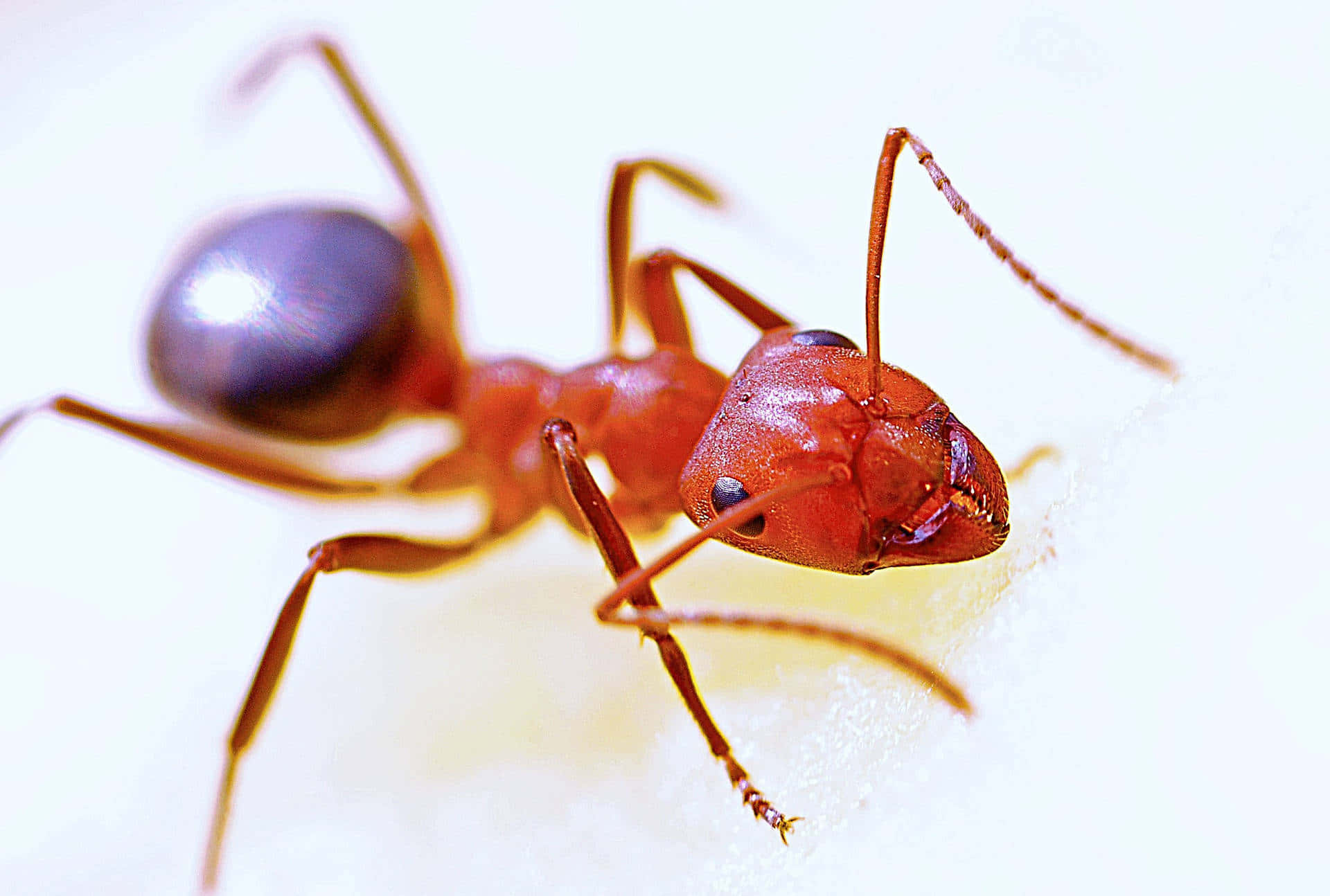 Close Up Fire Ant Wallpaper