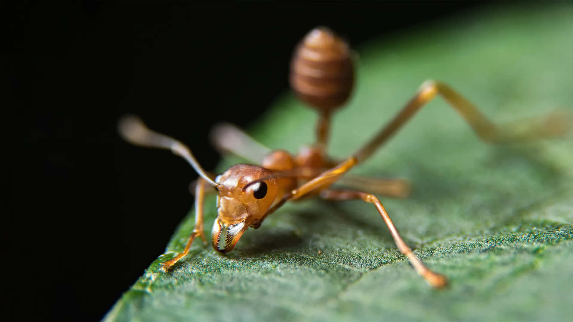 Close Up Fire Ant On Leaf Wallpaper