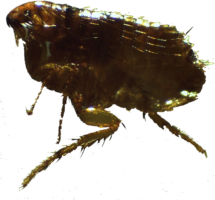 Close Up Flea Specimen PNG