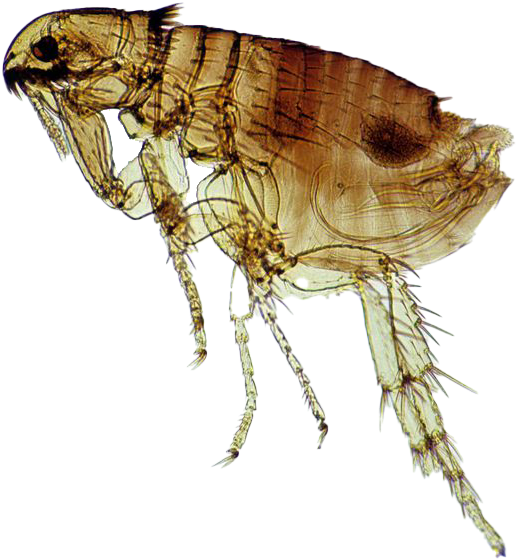 Download Close Up Flea Transparent Background | Wallpapers.com