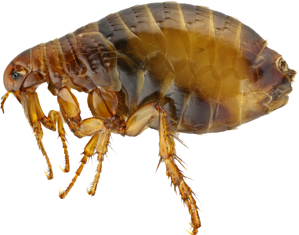 Close Up Flea Transparent Background.png PNG