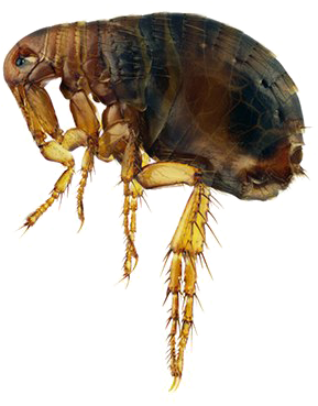 Close Up Flea Transparent Background.png PNG