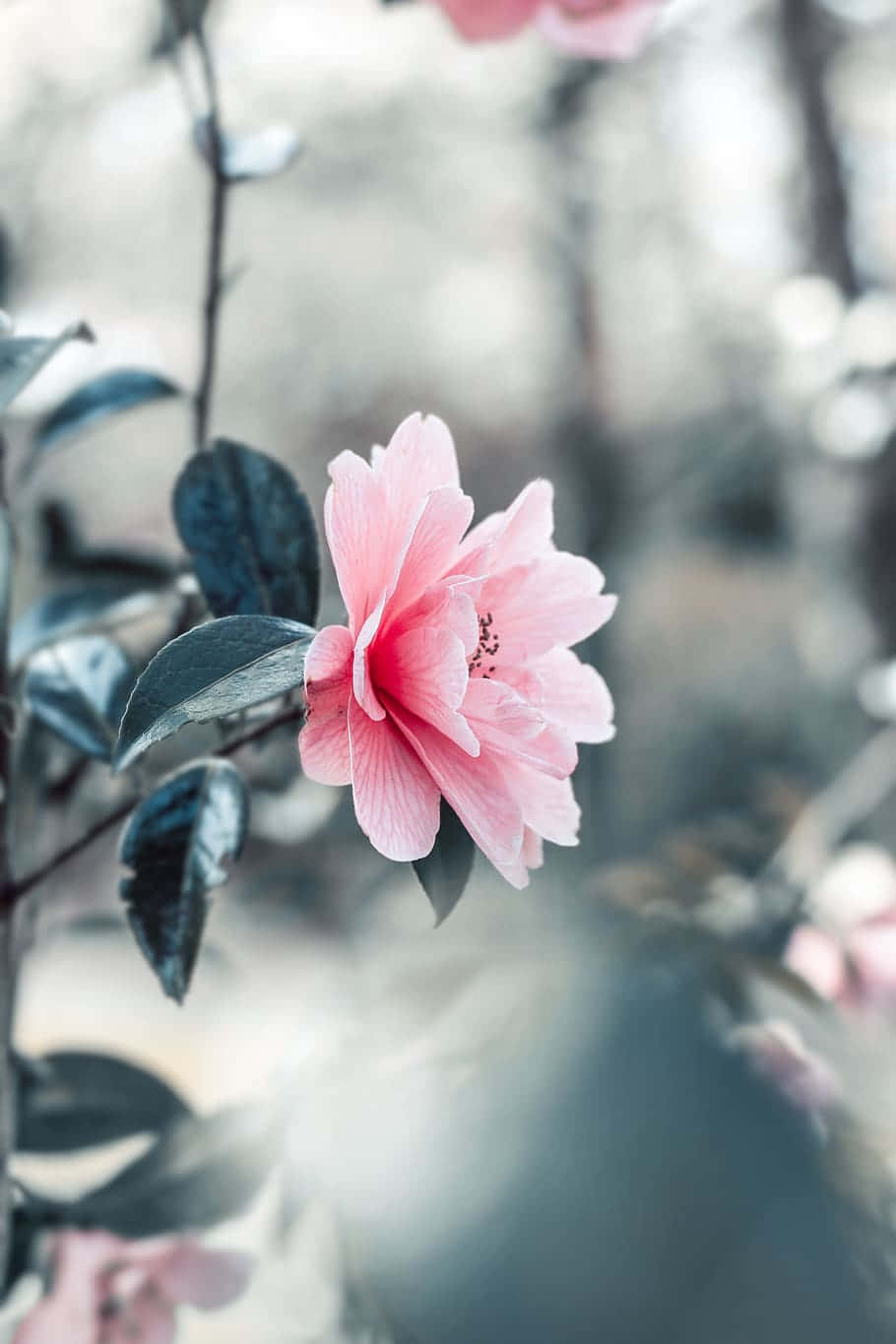 Nahaufnahmeblume Schöne Rosa Blüten Wallpaper