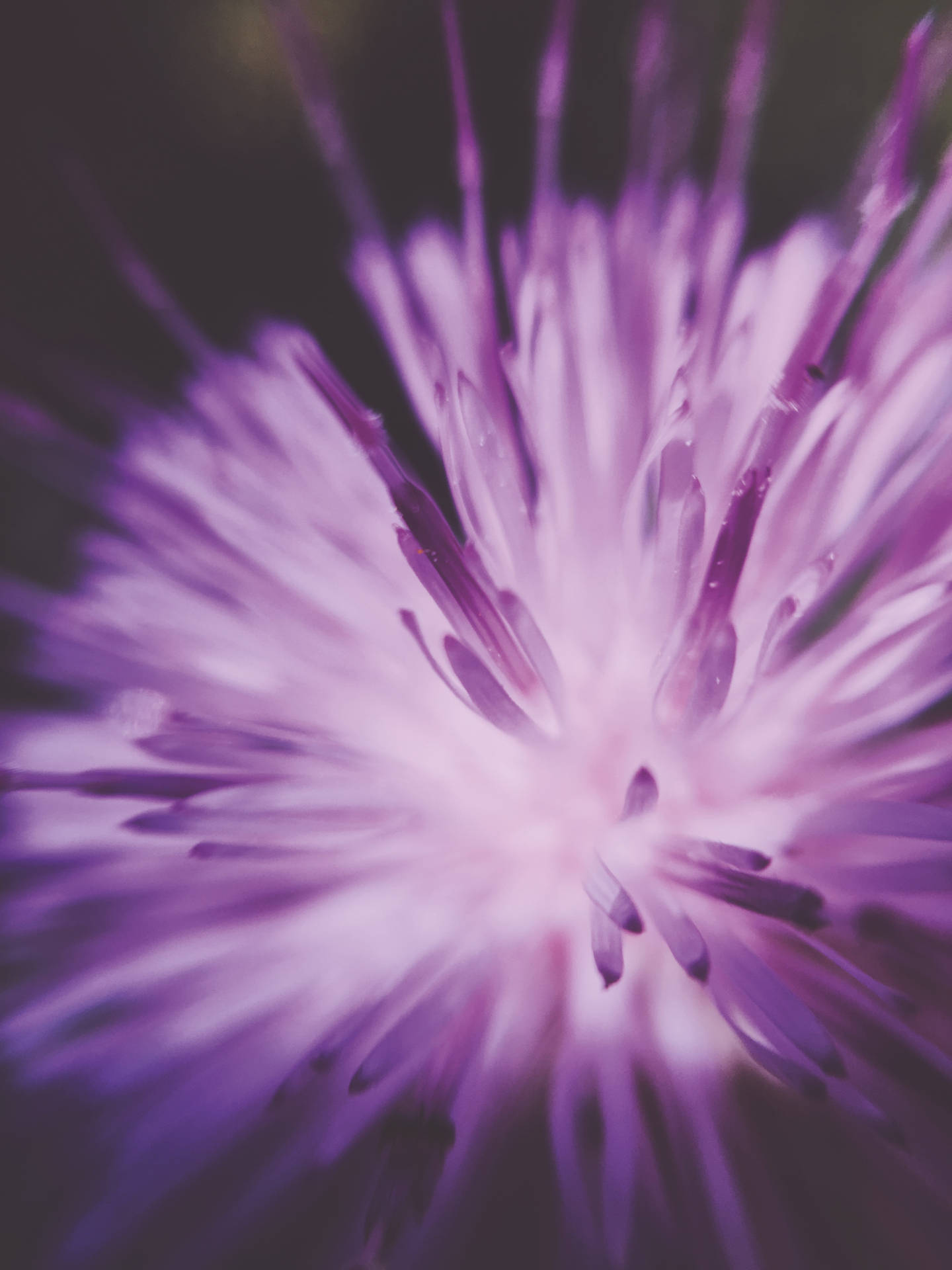 Close-up Flower Purple Iphone Wallpaper