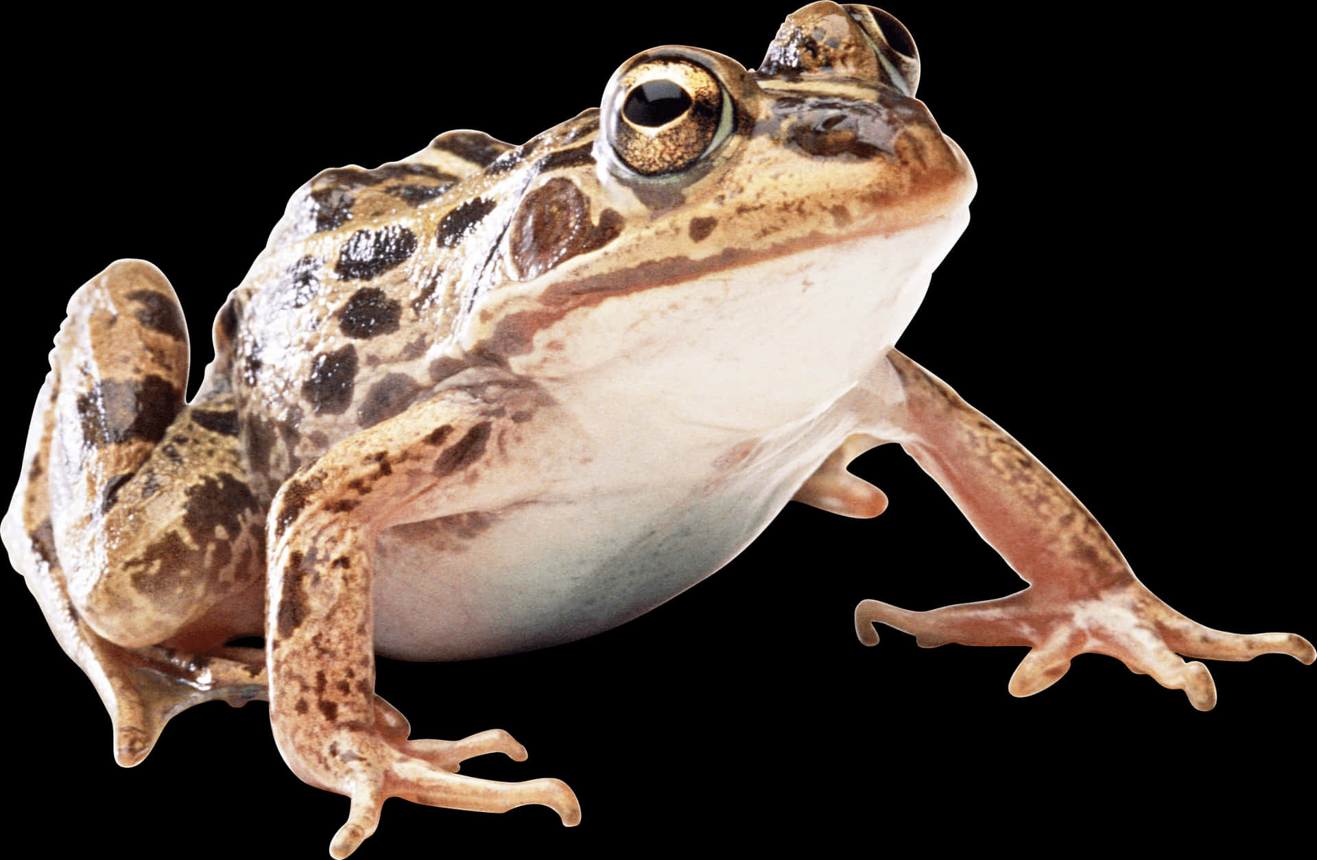Close Up Frog Isolatedon Black PNG