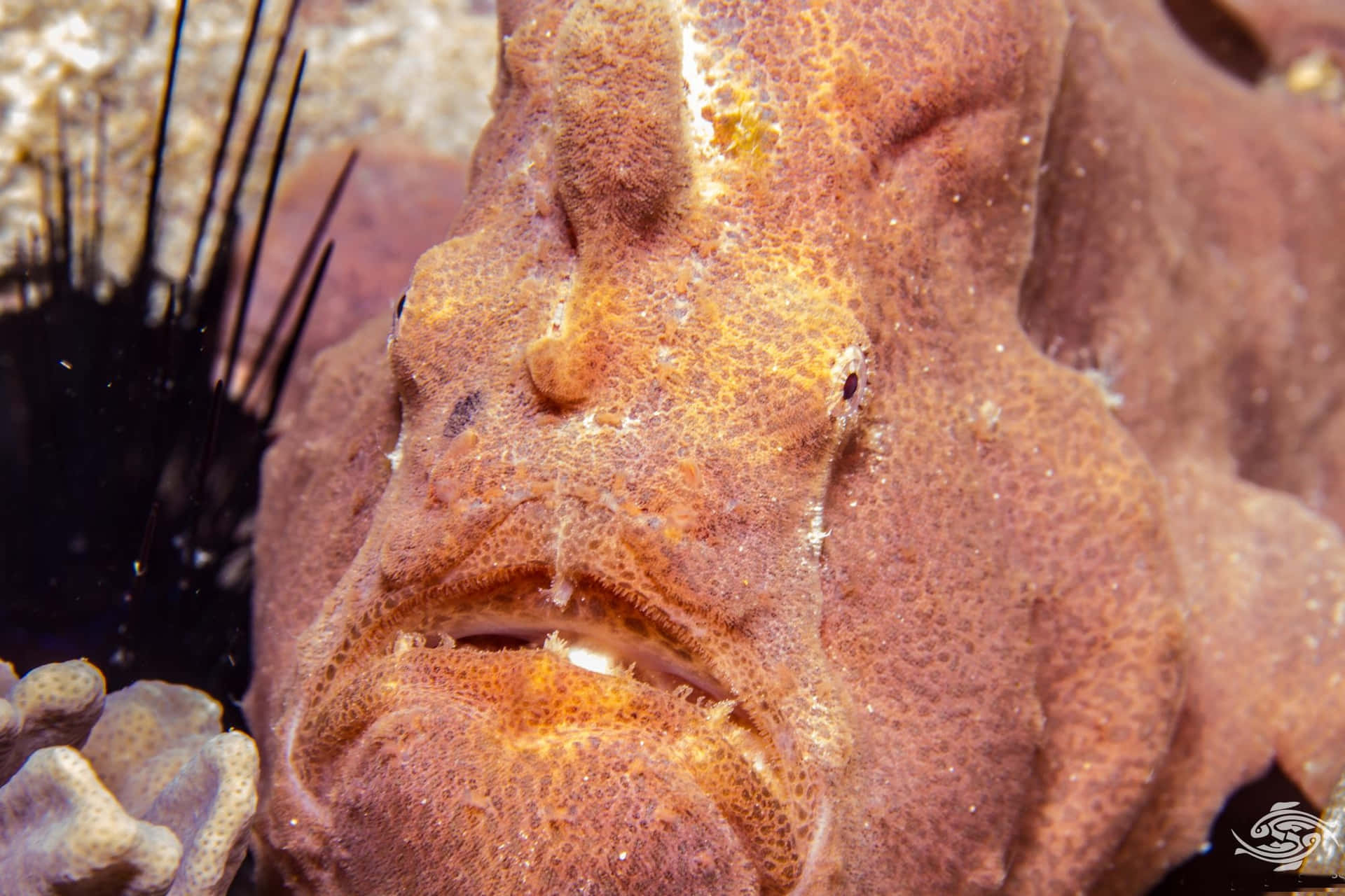 Close Up Frogfish Camouflage Wallpaper