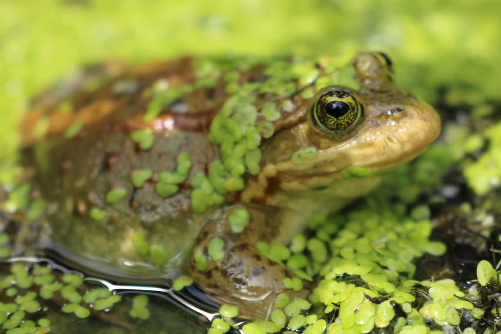 Close Up Katak Di Kolam Wallpaper