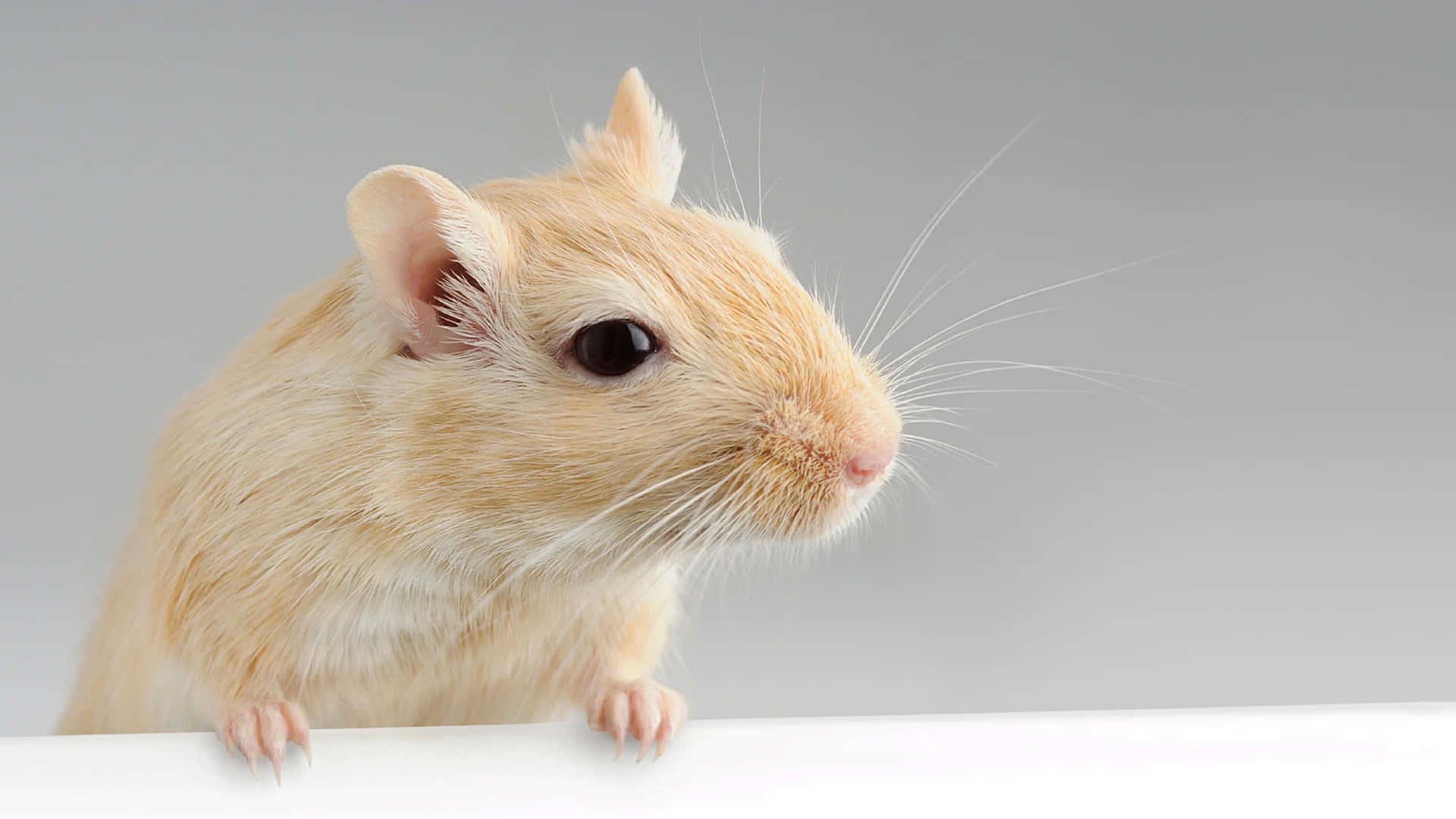 Close Up Gerbil Portrait Wallpaper