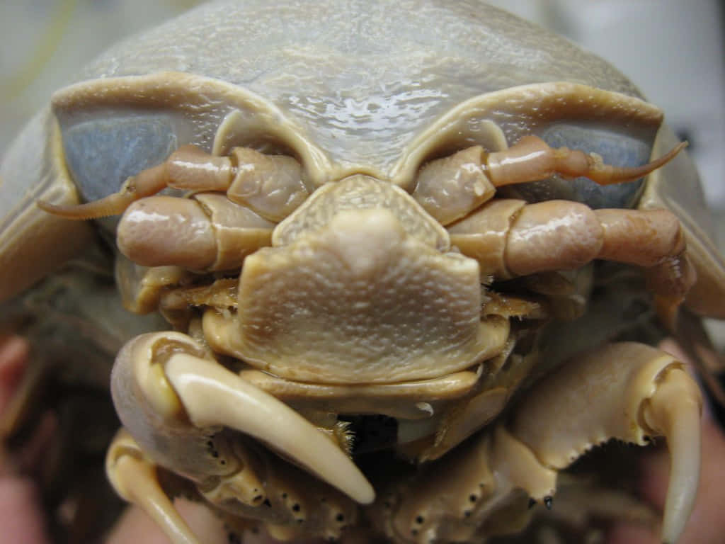 Download Close Up Giant Isopod Face Wallpaper | Wallpapers.com