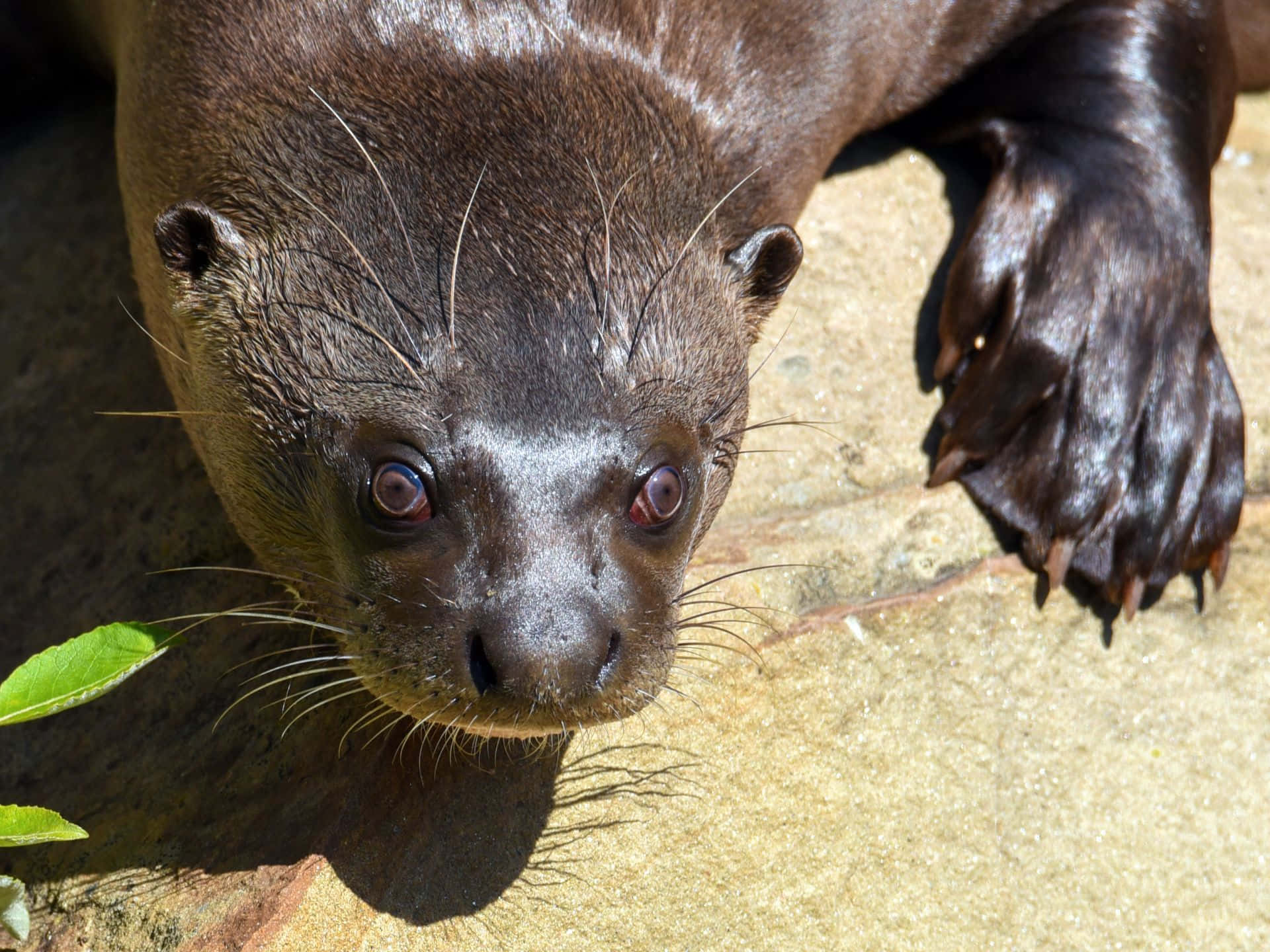 Close Up Giant Otter Wallpaper