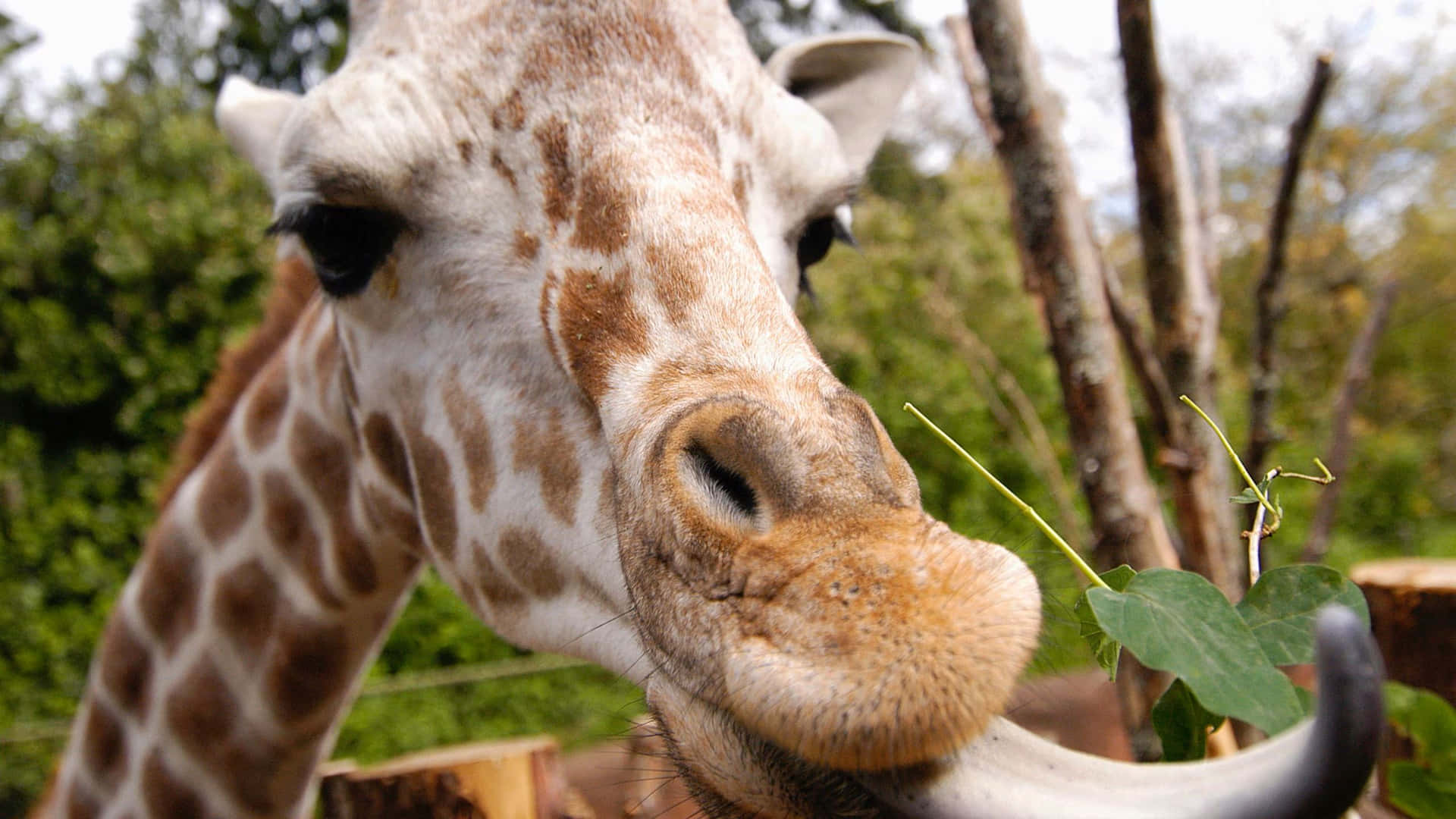 Close Up Giraffe Eating Leaves Wallpaper