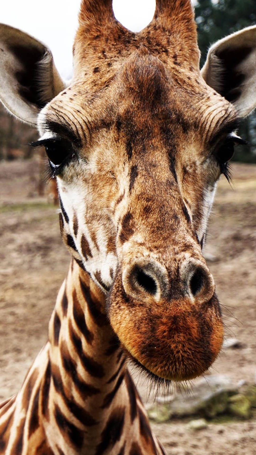 Close Up Giraffe Photo