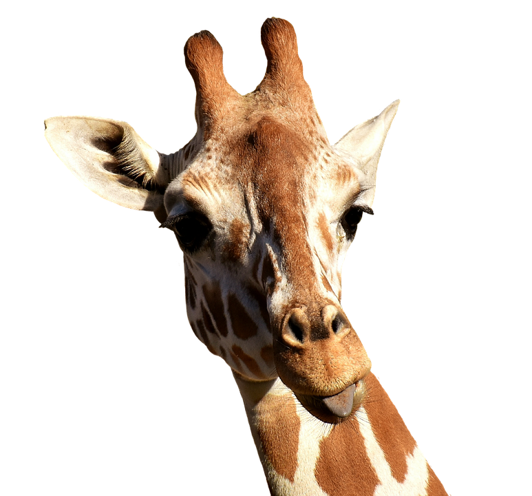 Close Up Giraffe Portrait PNG