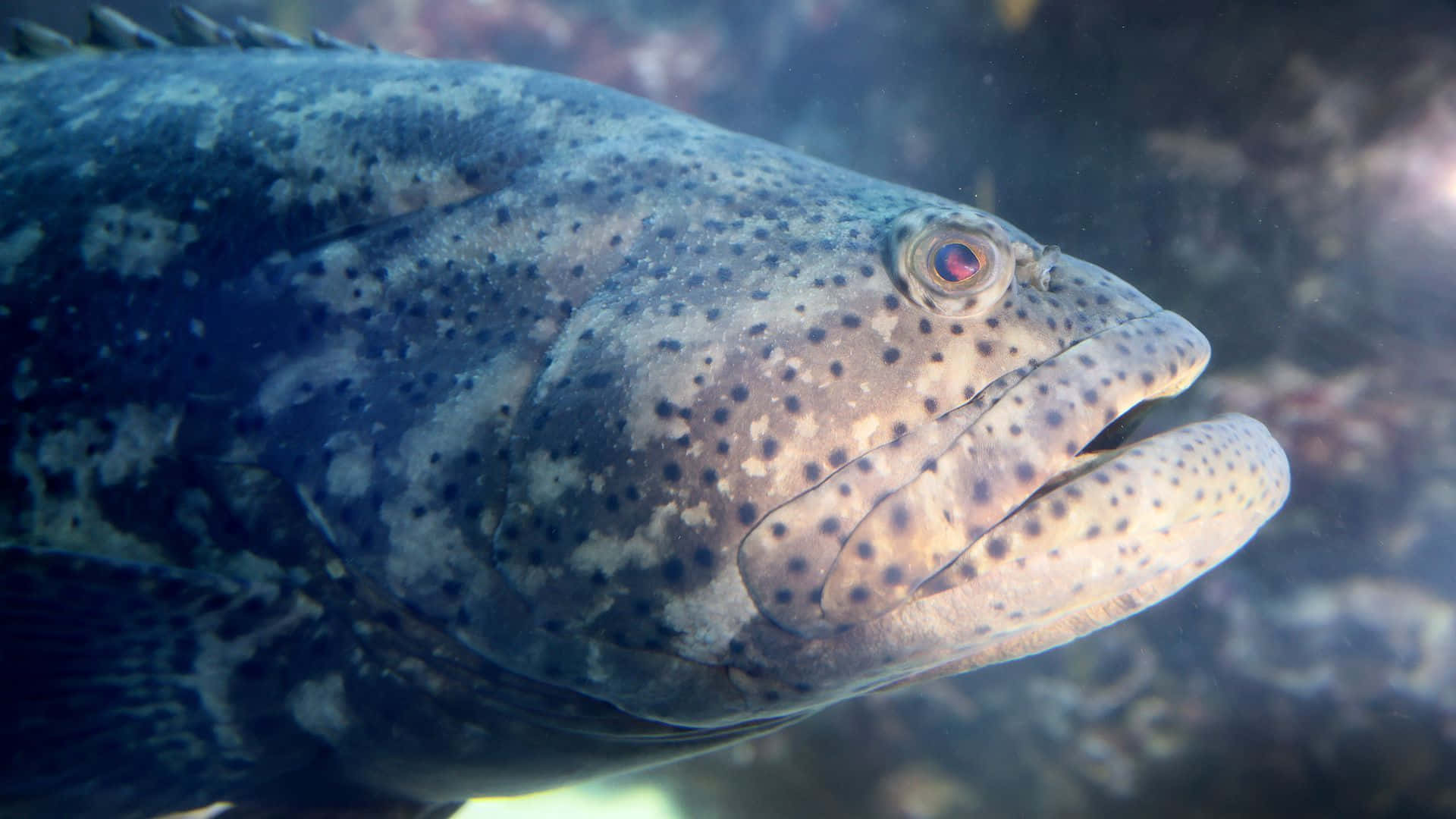 Close Up Goliath Grouper Underwater Wallpaper