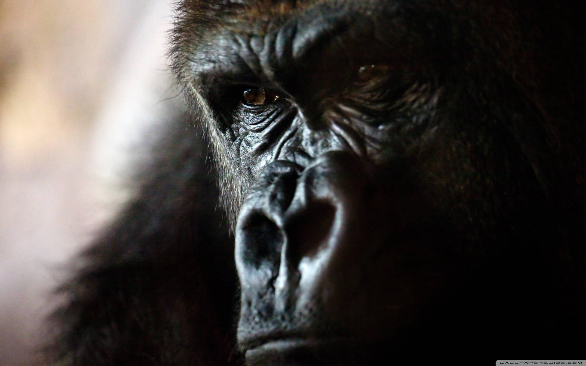 Rostode Gorila Em Close-up. Papel de Parede