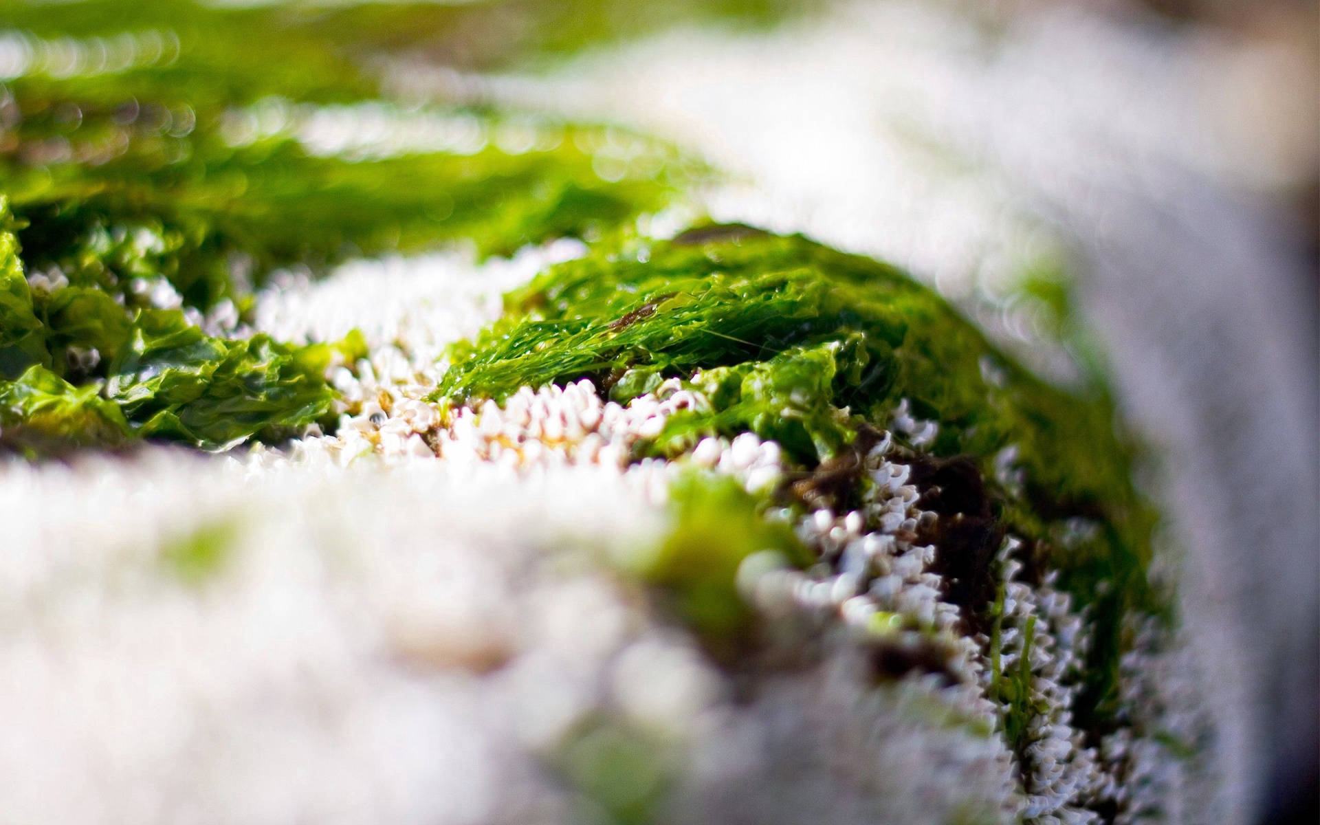Close-up, grass, snow, green, white