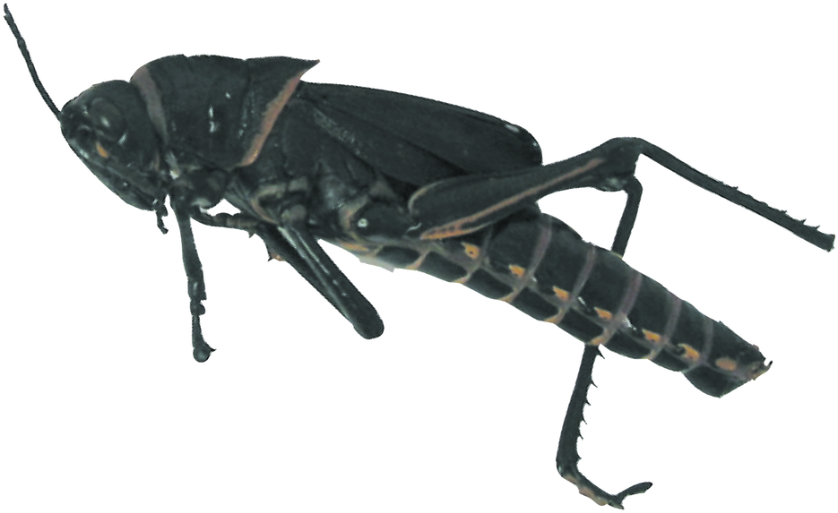 Close Up Grasshopper Isolated PNG