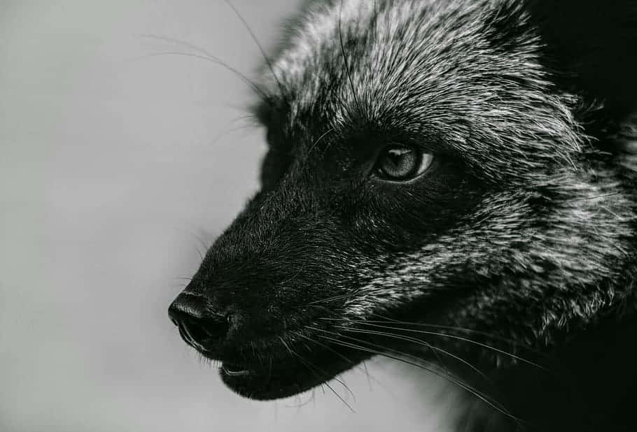 Close Up Gray Fox Profile Wallpaper