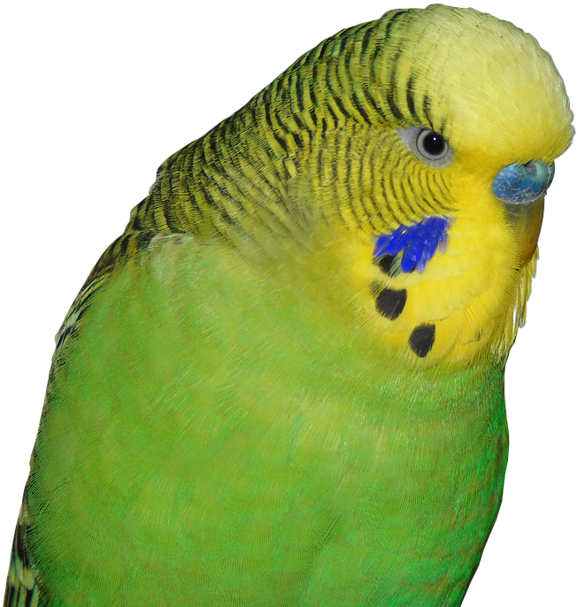 Close Up Green Budgie Portrait PNG