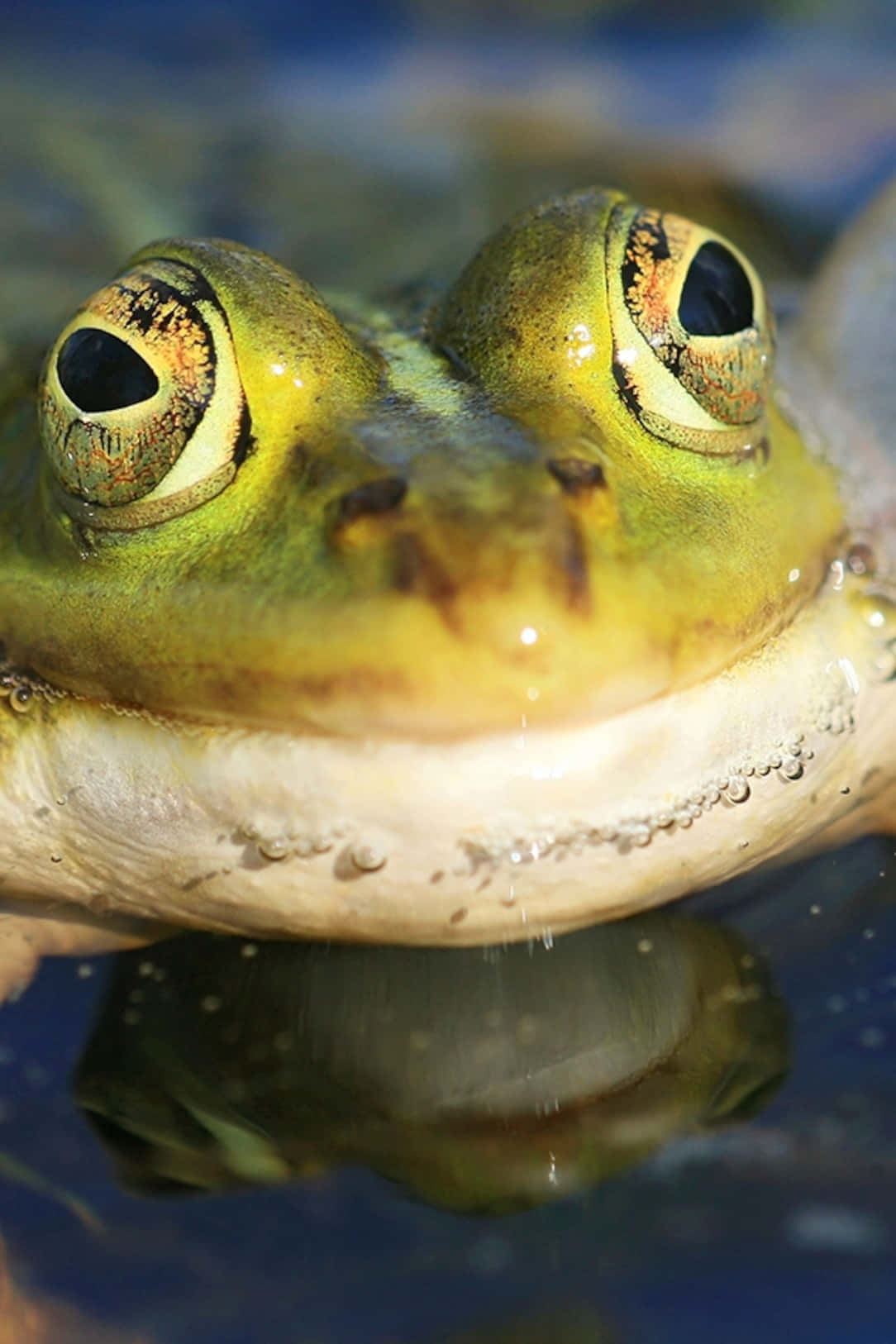 Close Up Green Frog Eyes Reflection Wallpaper