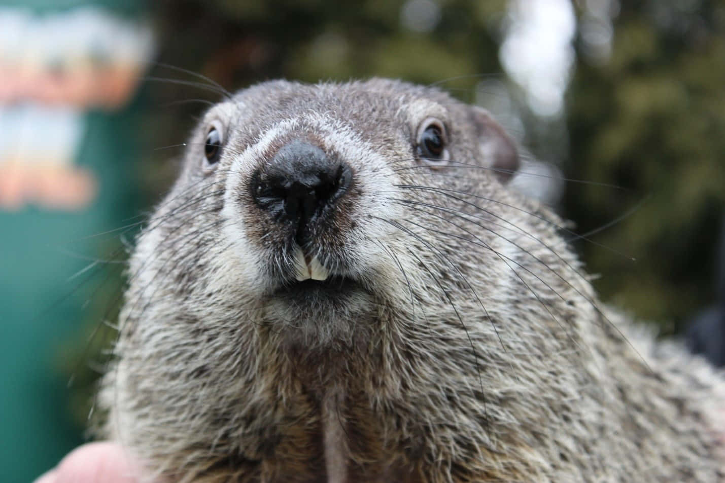 Close Up Groundhog Face Wallpaper