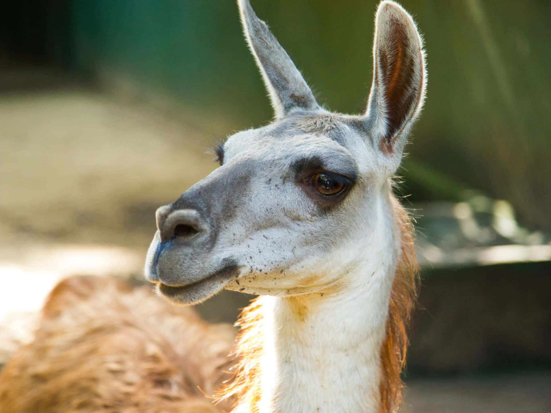 Close Up Guanaco Portrait Wallpaper