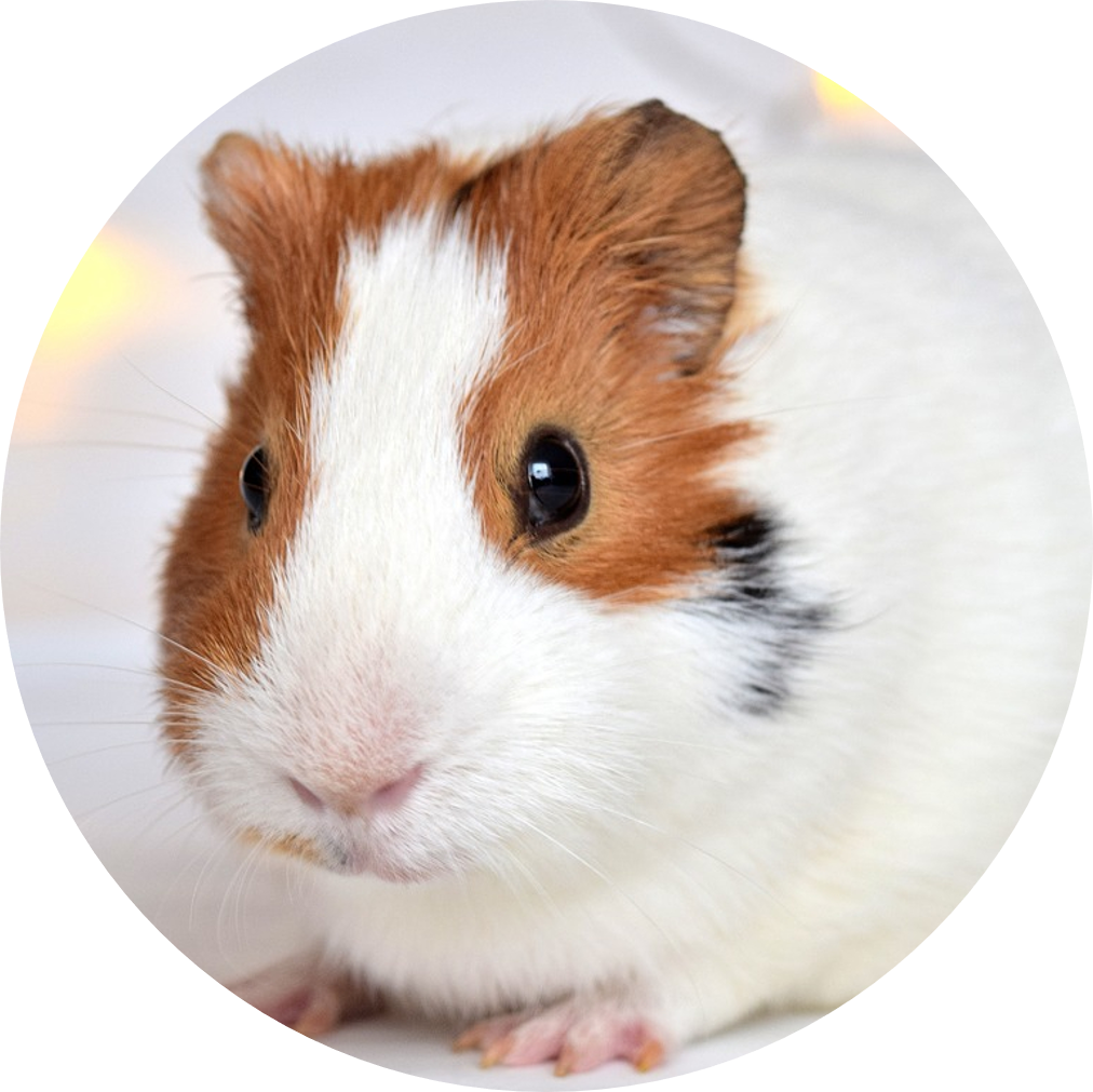 Close Up Guinea Pig Portrait PNG